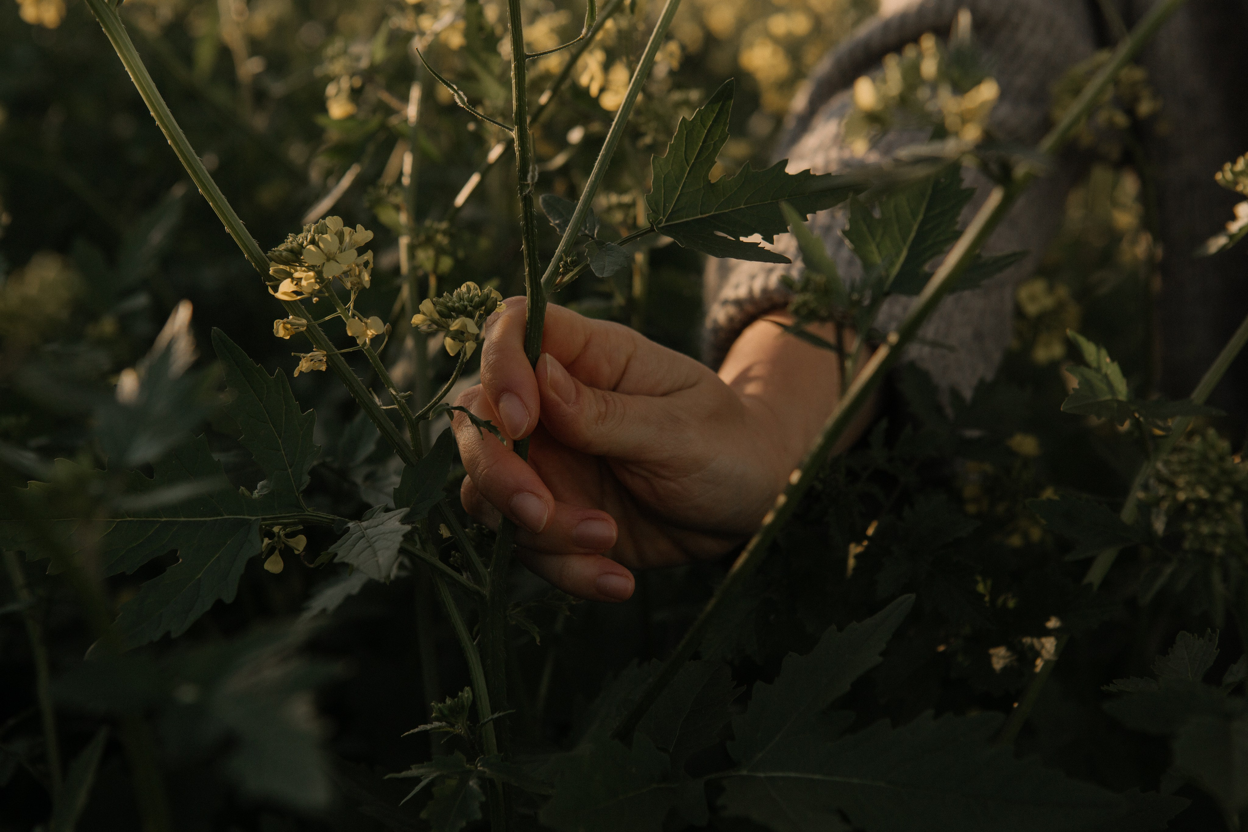 Veta. Portrait, family and pet photographer in Cyprus, Ksenia Bourdelle