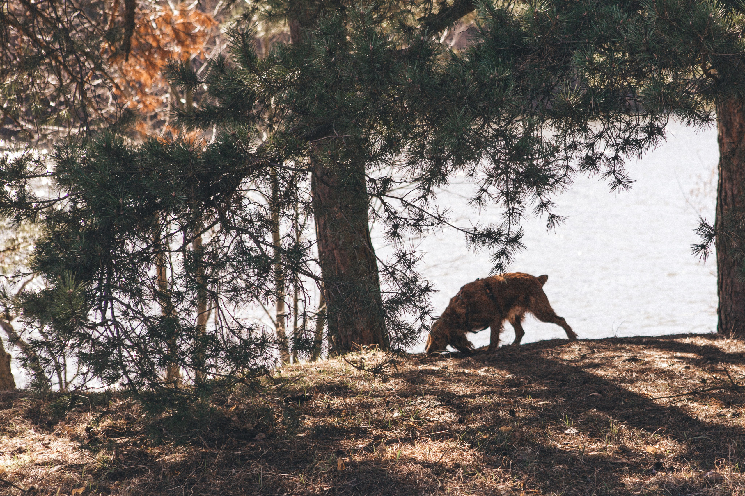 Julia & Jessie. Portrait, family and pet photographer in Cyprus, Ksenia Bourdelle