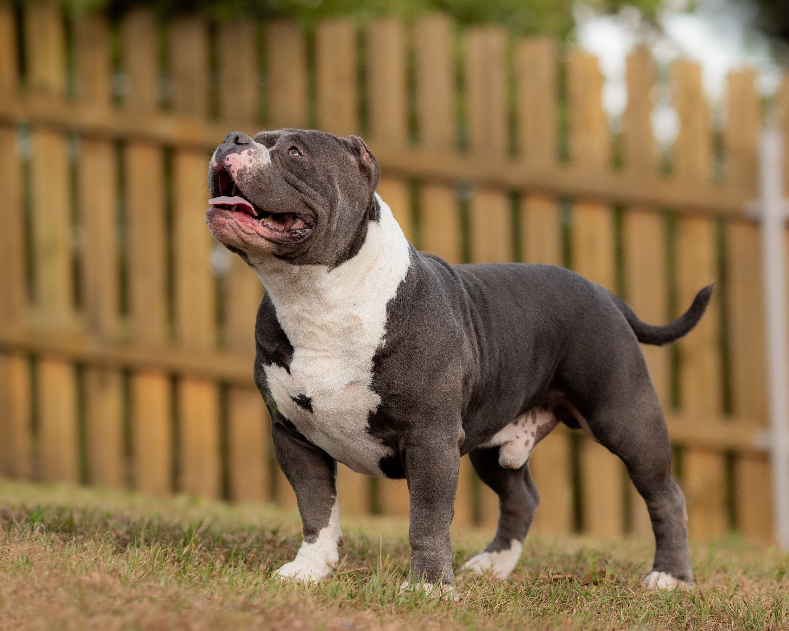 Наталья и булли. Фотограф Анималист в Перми Анастасия Остерман