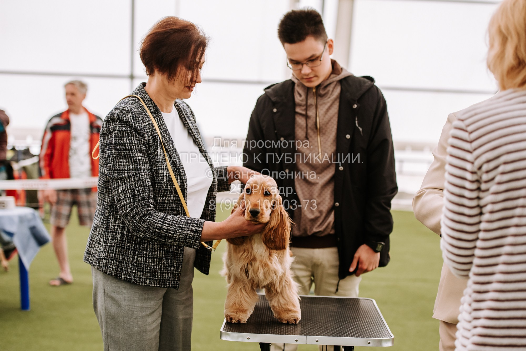 Выставка собак Красноярск 2.06. Фотограф Диана Оленина Красноярск / Братск