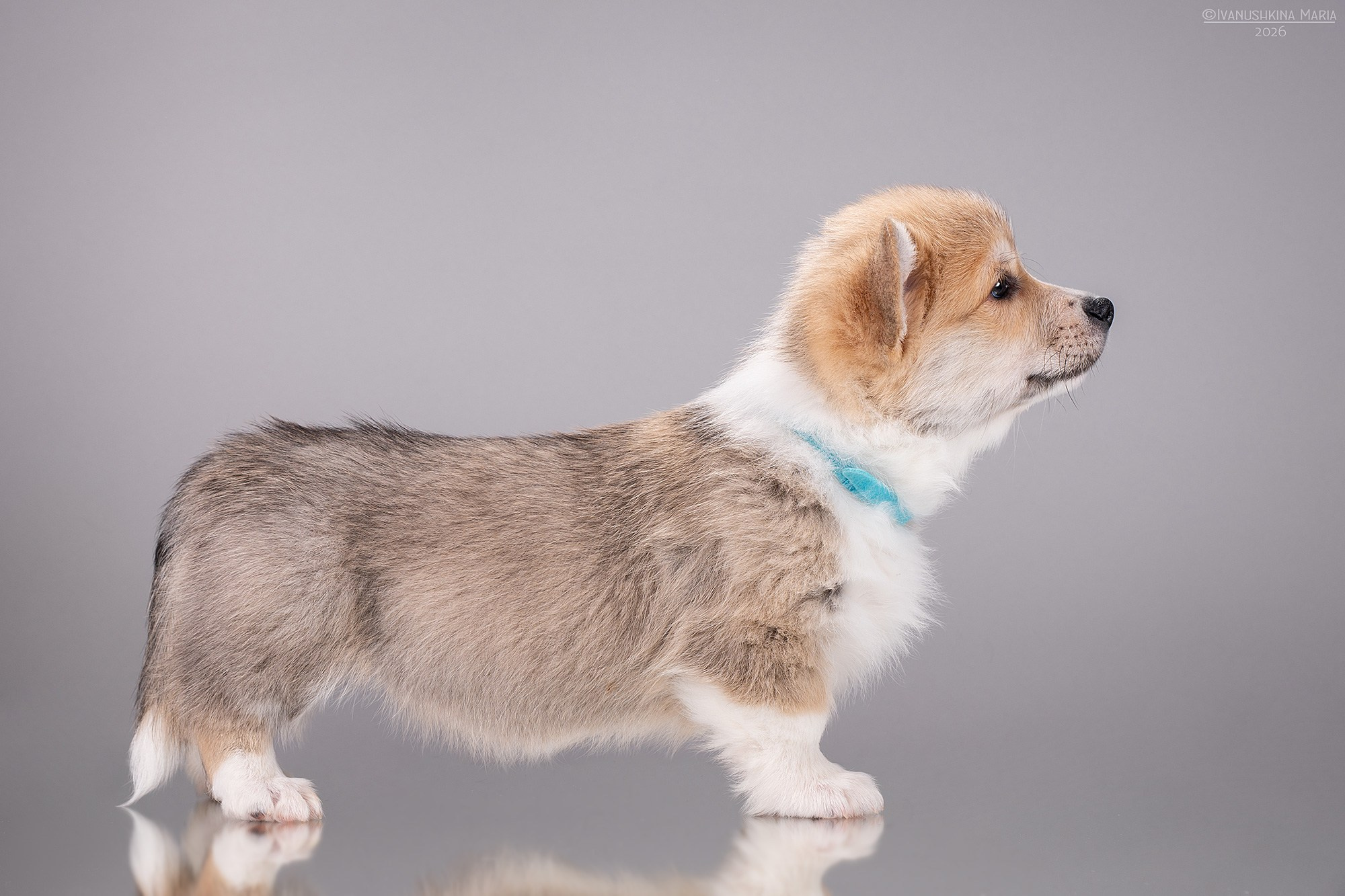 Экстерьерная фотосессия собаки. Фотограф собак в Москве и Московской области Иванушкина Мария