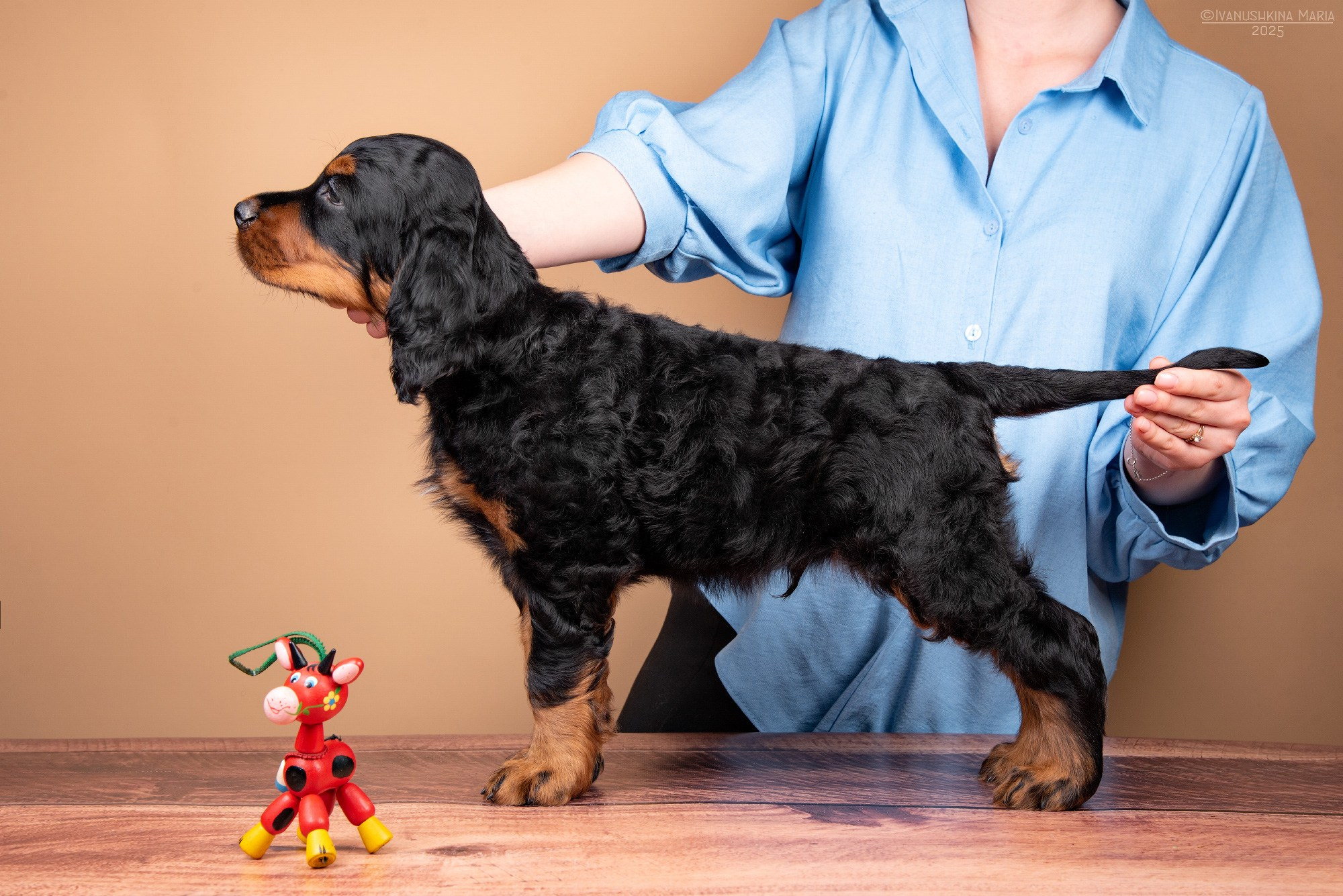 Экстерьерная фотосессия собаки. Фотограф собак в Москве и Московской области Иванушкина Мария
