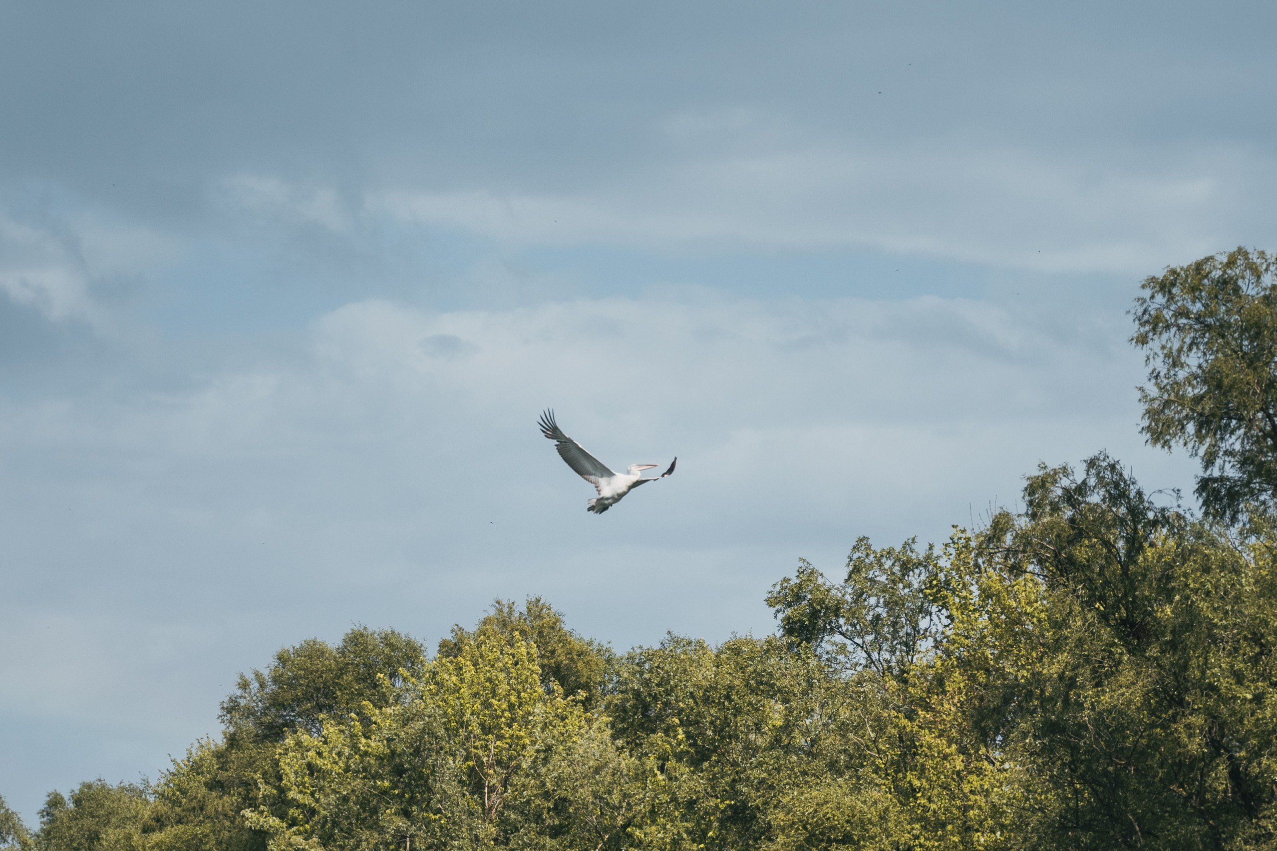 СКАДАРСКОЕ ОЗЕРО. ЧЕРНОГОРИЯ. Фотограф в Белграде Чугреева Елена