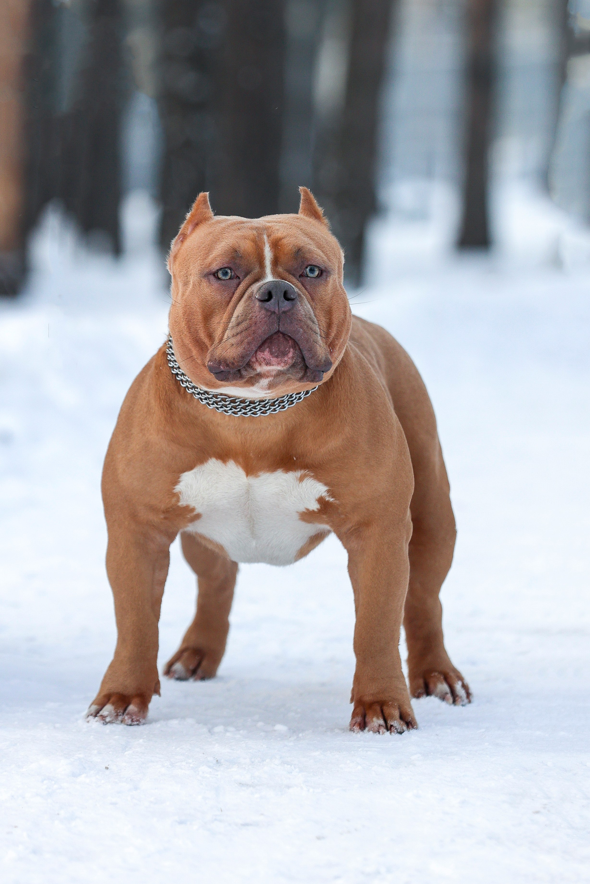 Американский булли!. Фотограф 📸 семейный, предметный, репортажный