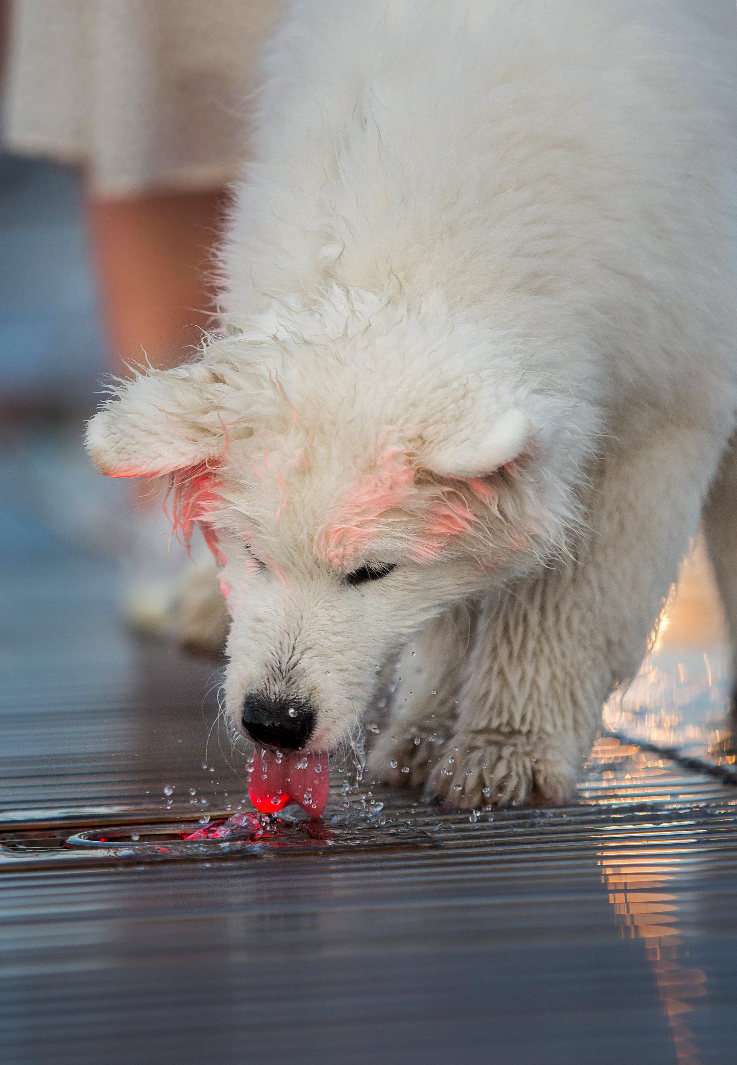 Анастасия, Евгений и самоед Ройс. Https://moshkovaphoto.ru/