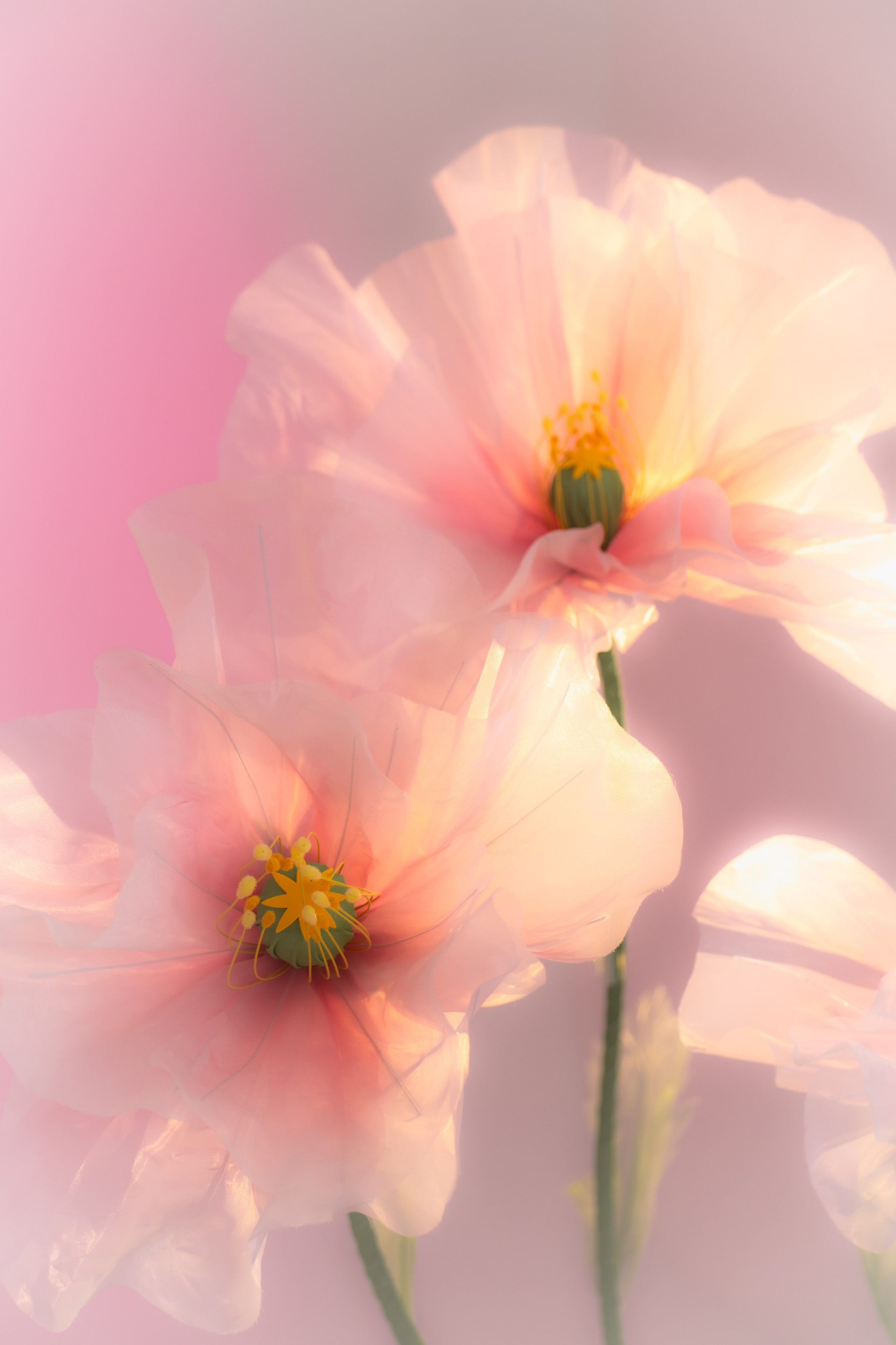 Женский портрет. Фотограф в Москве Зябченко Екатерина. Съемки беременности, love story, семейный, портреты в студии и на улице