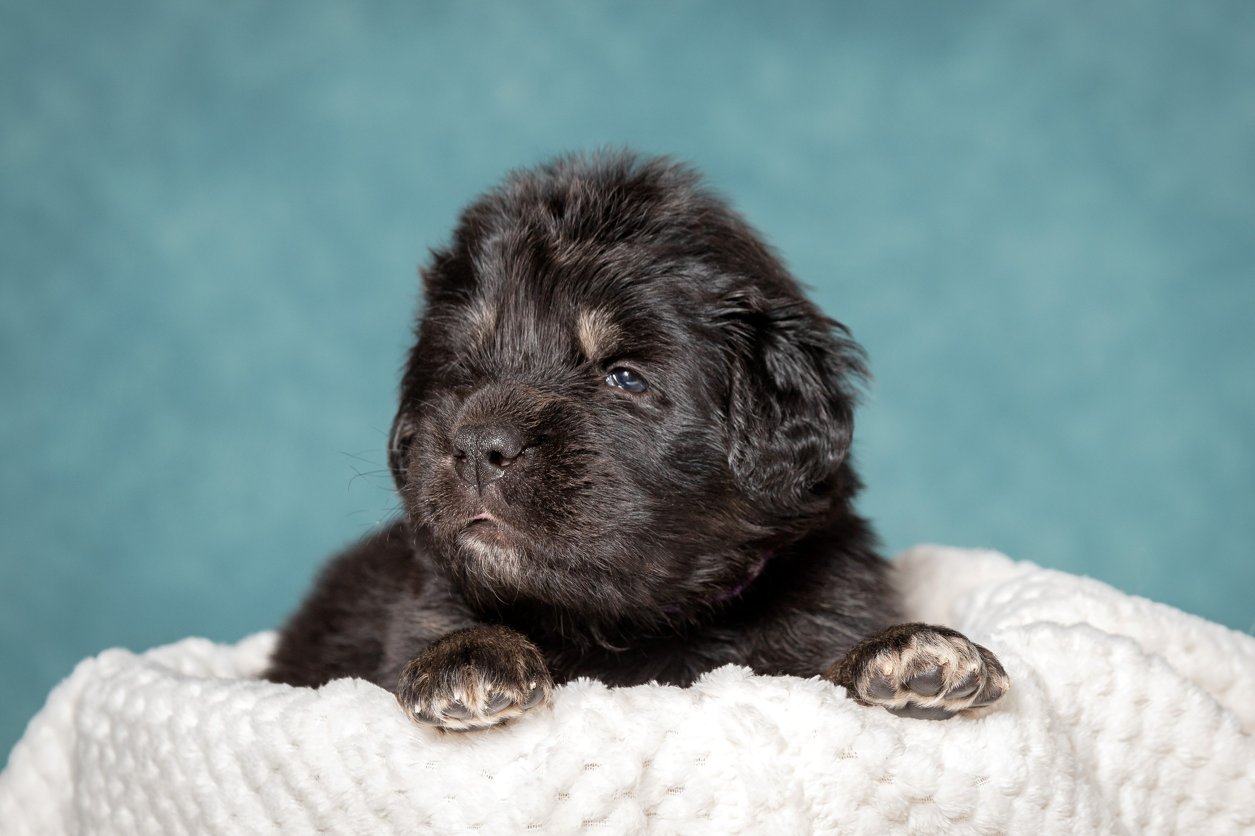 Тибетский мастиф. Юлия Микульская. Рыбинск