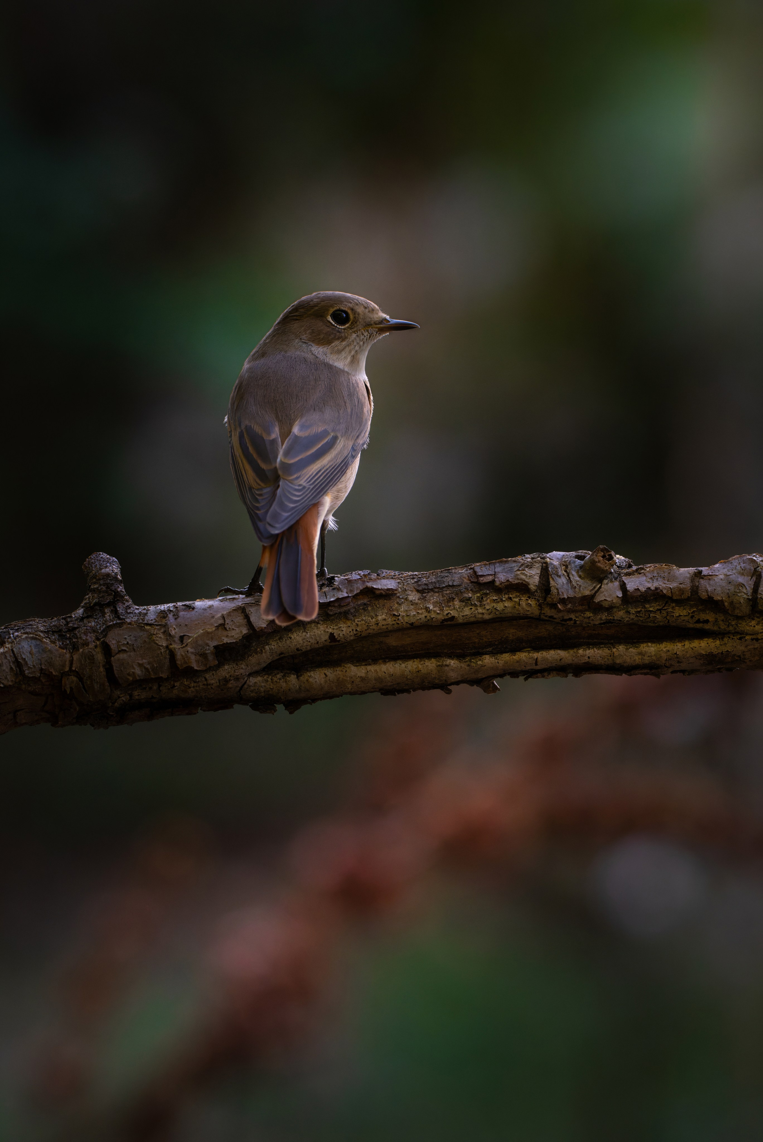 Птицы и животные. Oles Paritskiy