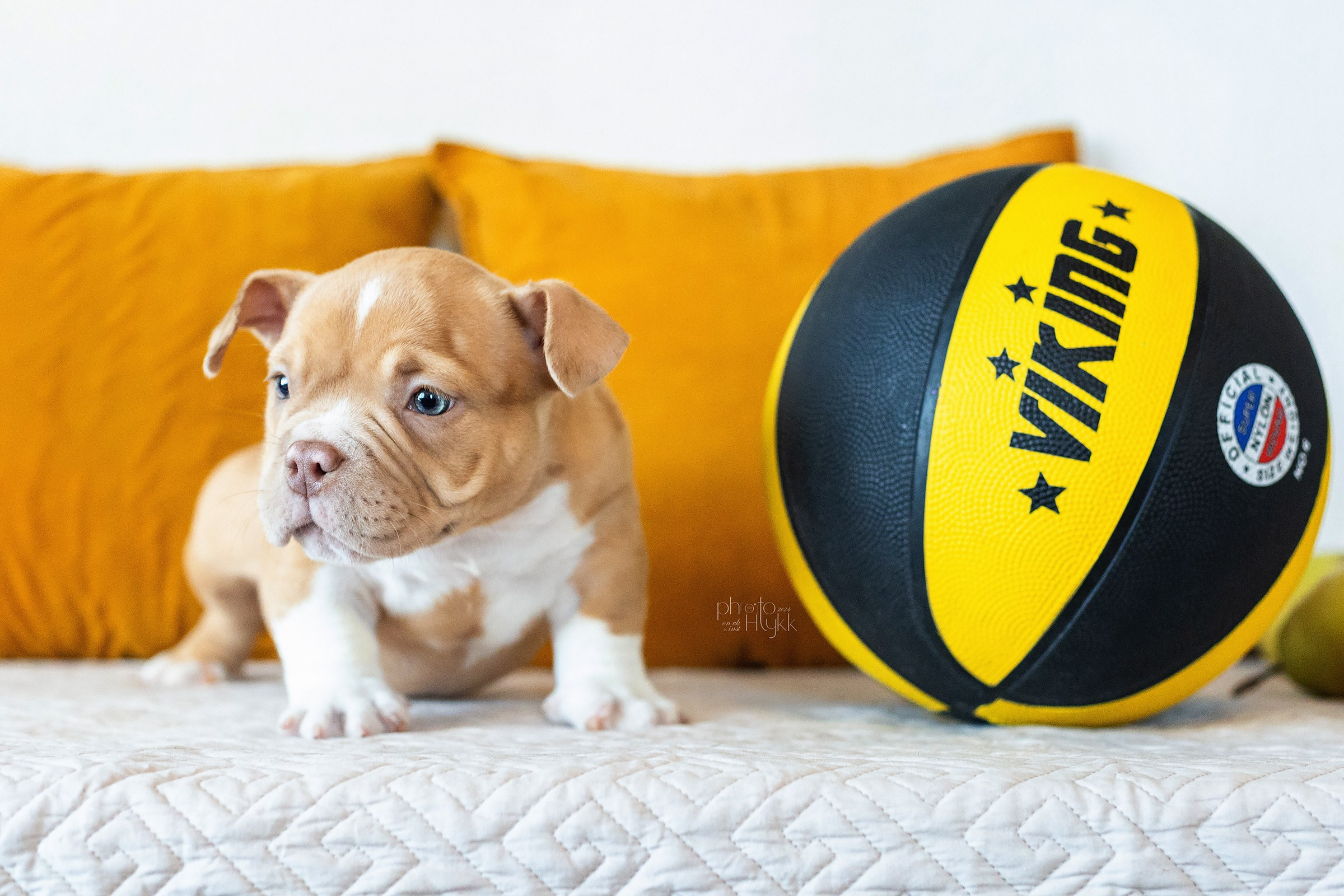 Щенки Американского булли + кошечка. Htykk_photo