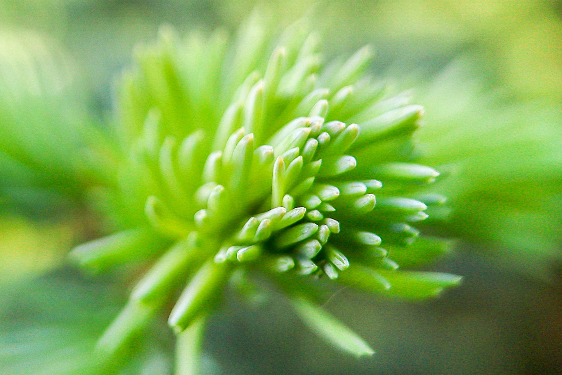 Цветочки-лепесточки. Фотограф Дмитрий Алексеев