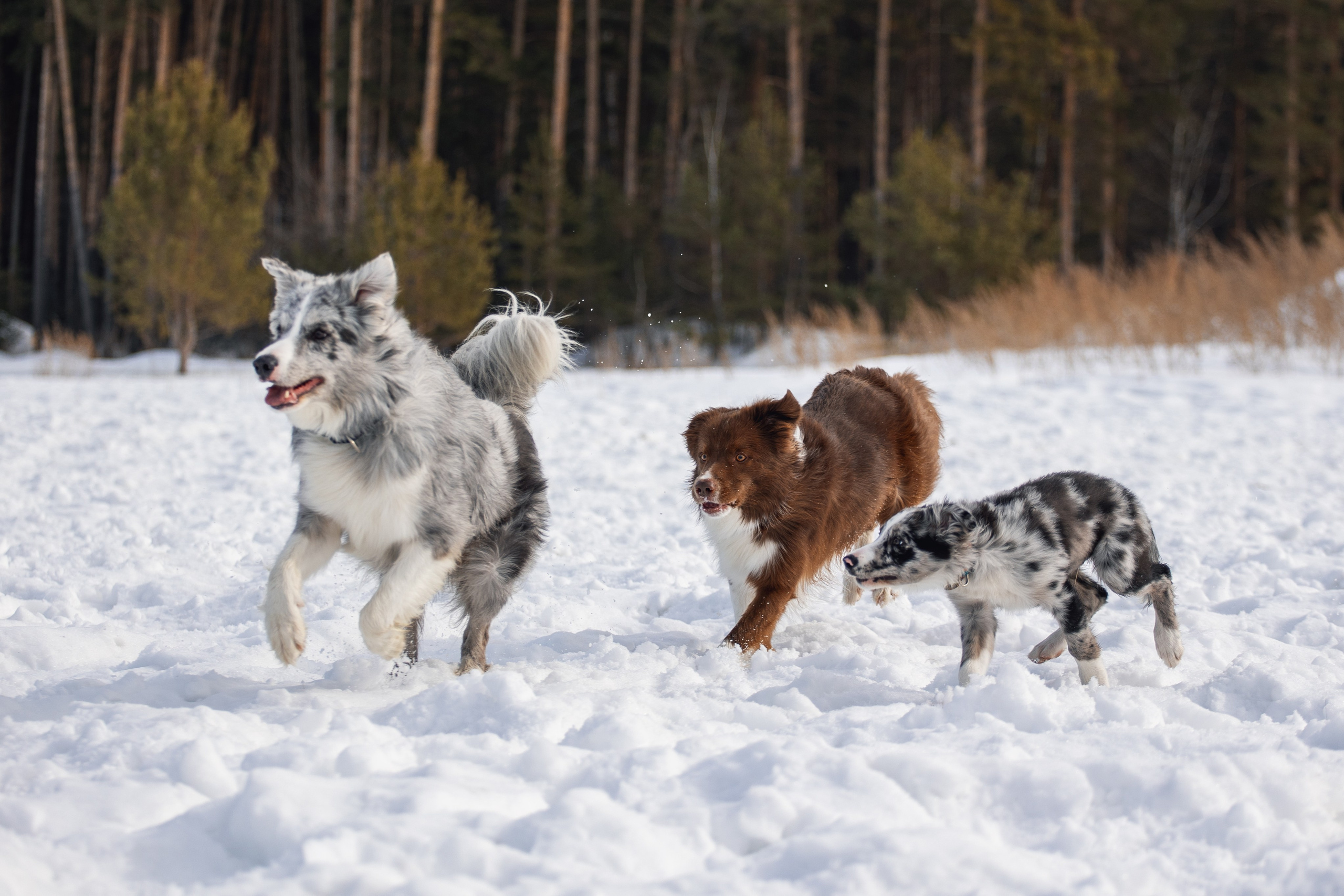 В погоне за снежком…. YULA KOLESOVA | Фотограф — Анималист | Художник | Тюмень
