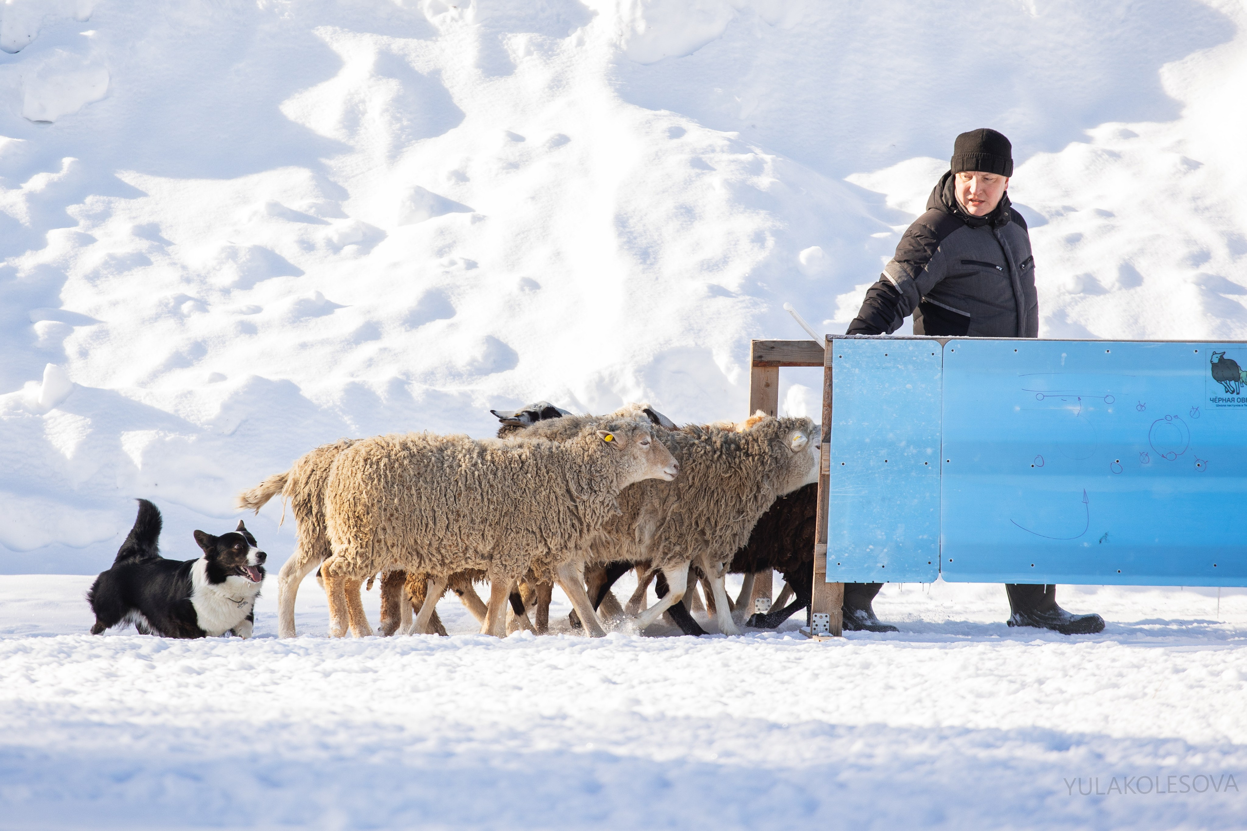 Коргитуса 2.03.2024. YULA KOLESOVA | Фотограф — Анималист | Художник | Тюмень