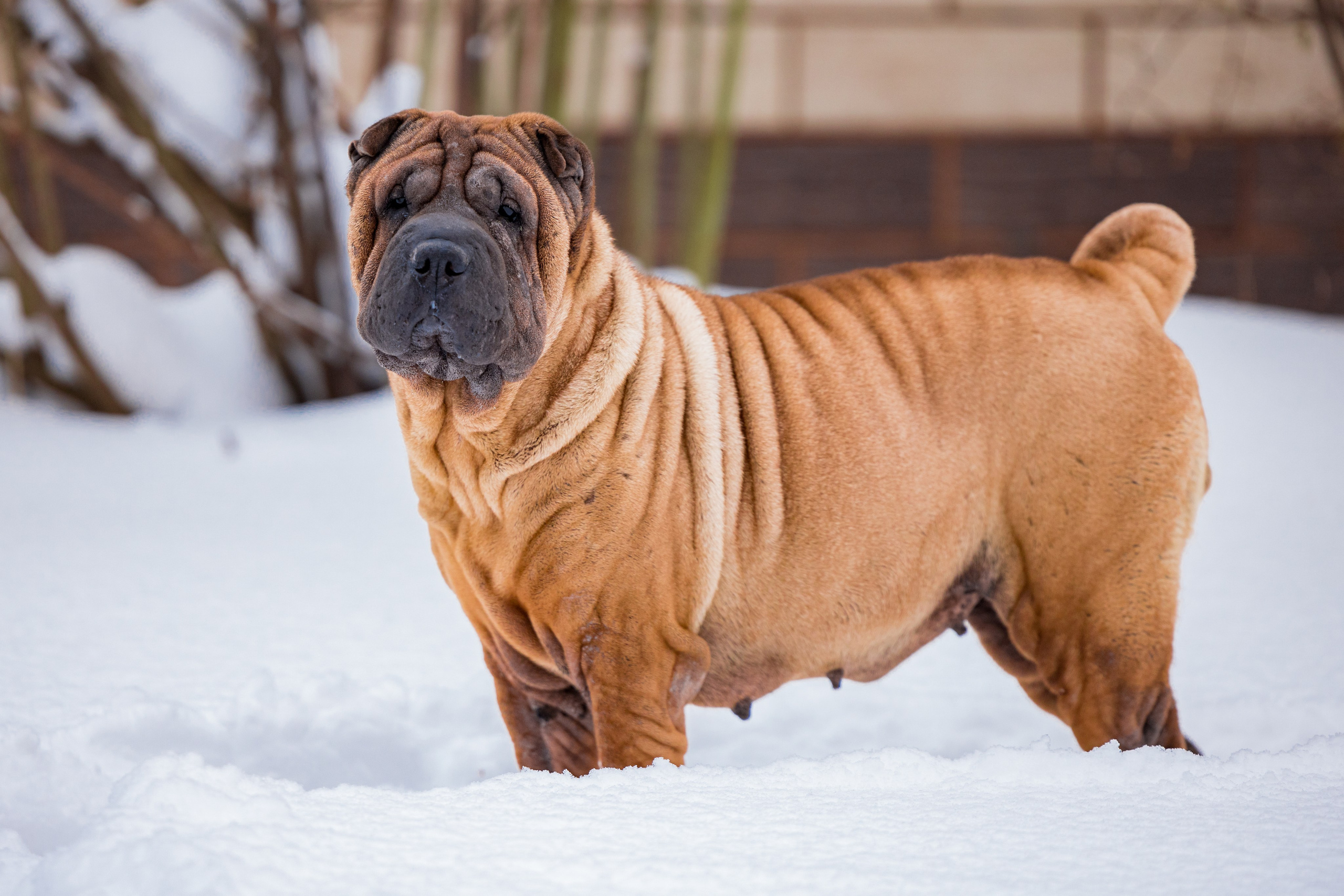 В гостях у шарпеев 16.01.2024. Фотограф-анималист Юлия Германика