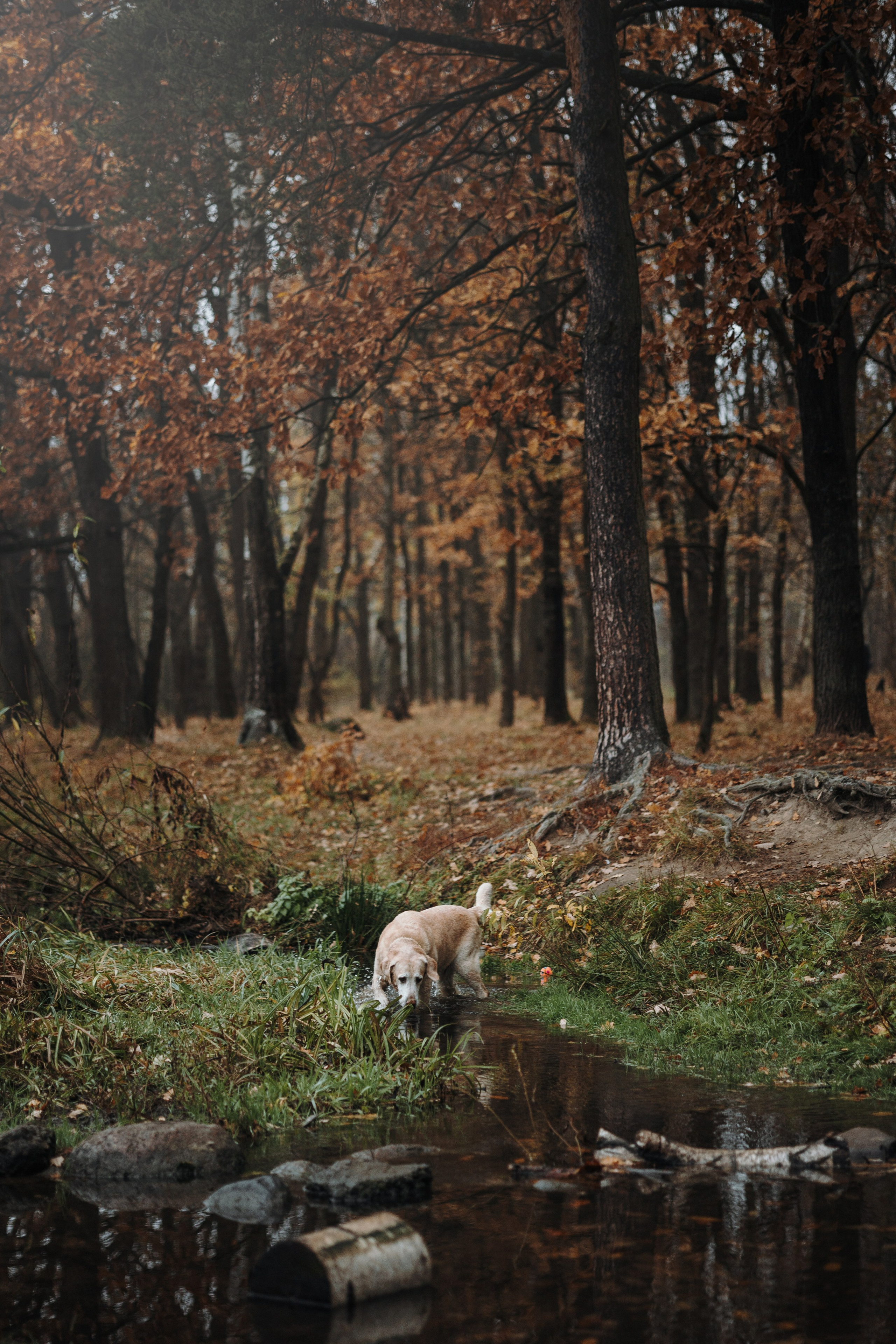 Оксана и Барон. Фотограф — Анималист | Санкт-Петербург