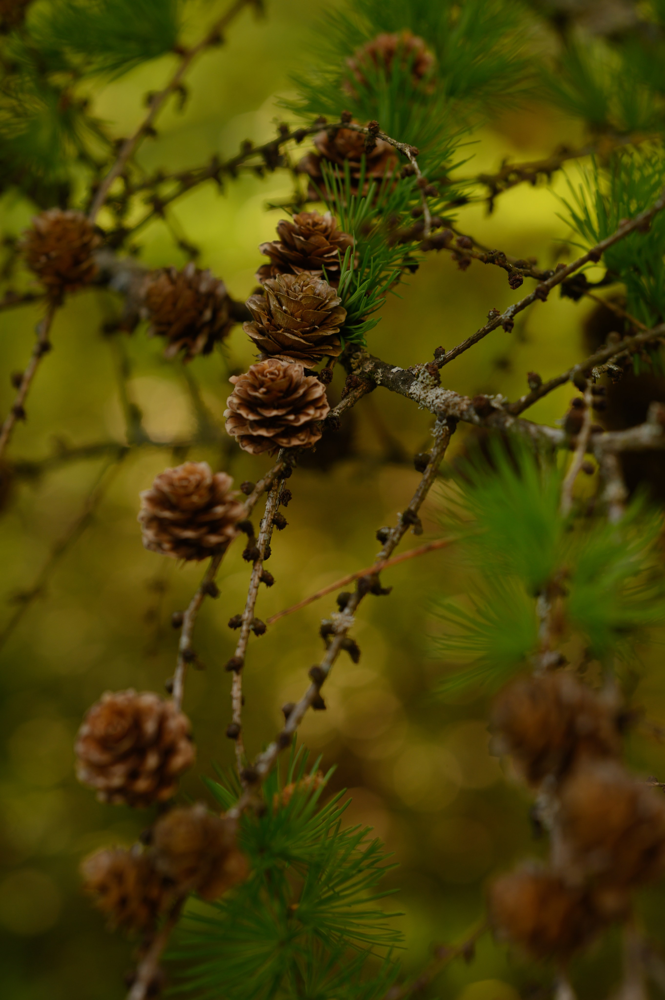 Юбилейный вечер в кругу родных. Семейный, свадебный и репортажный фотограф в Москве Анастасия Светлова
