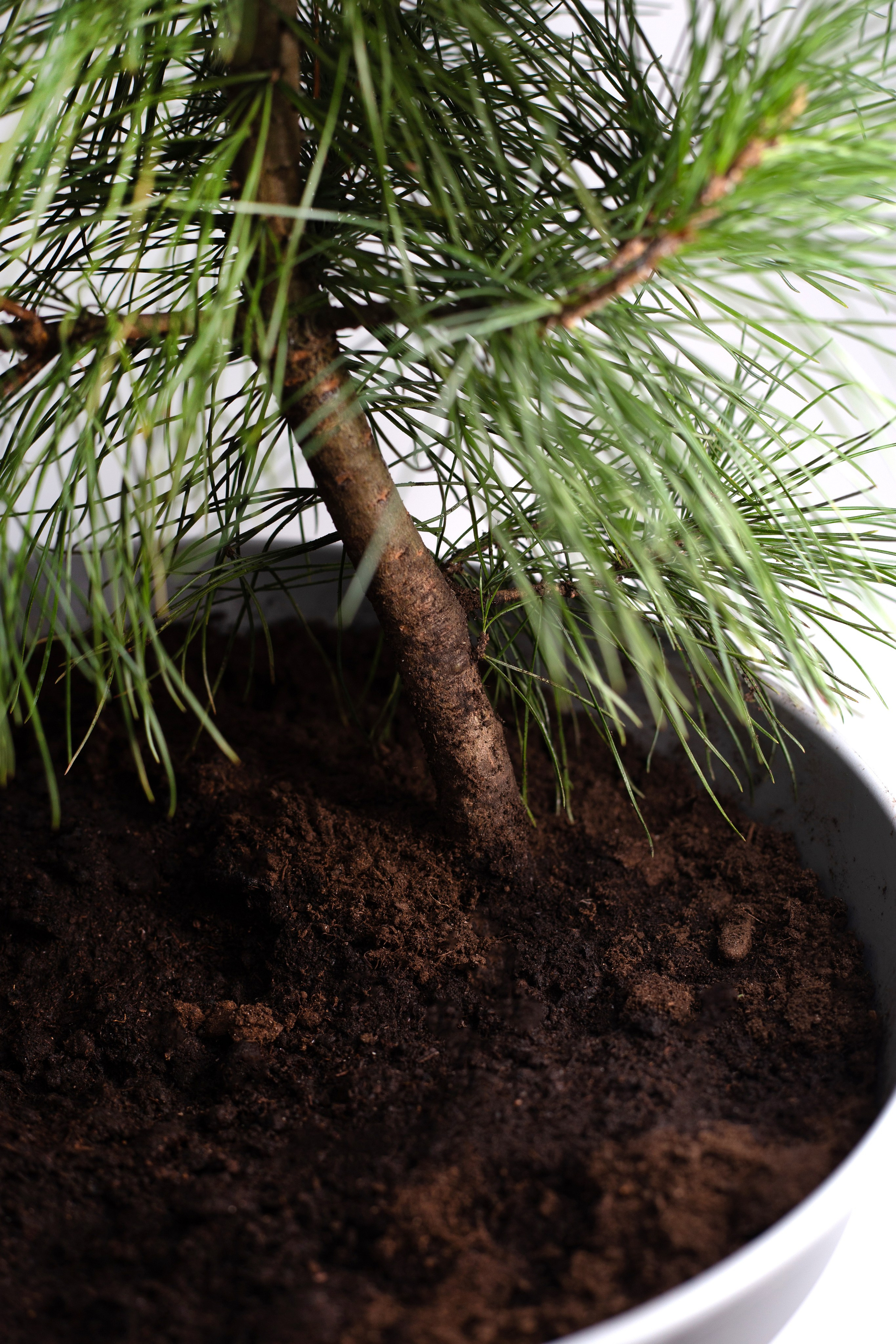 Кедры. Фотограф для различных событий, проектов, маркетплейсов, сайтов и мероприятий в Екатеринбурге