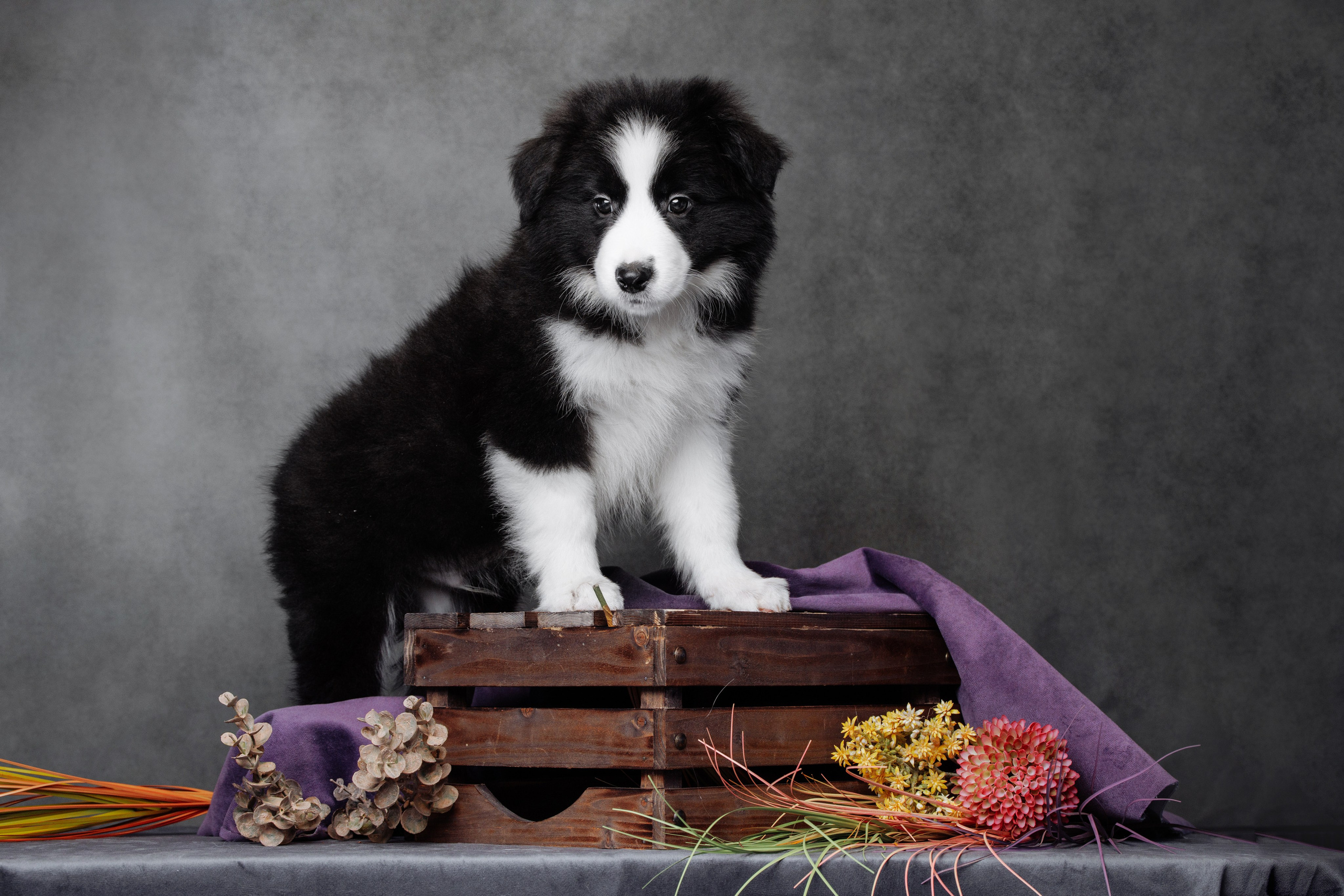 Помет а. О нас