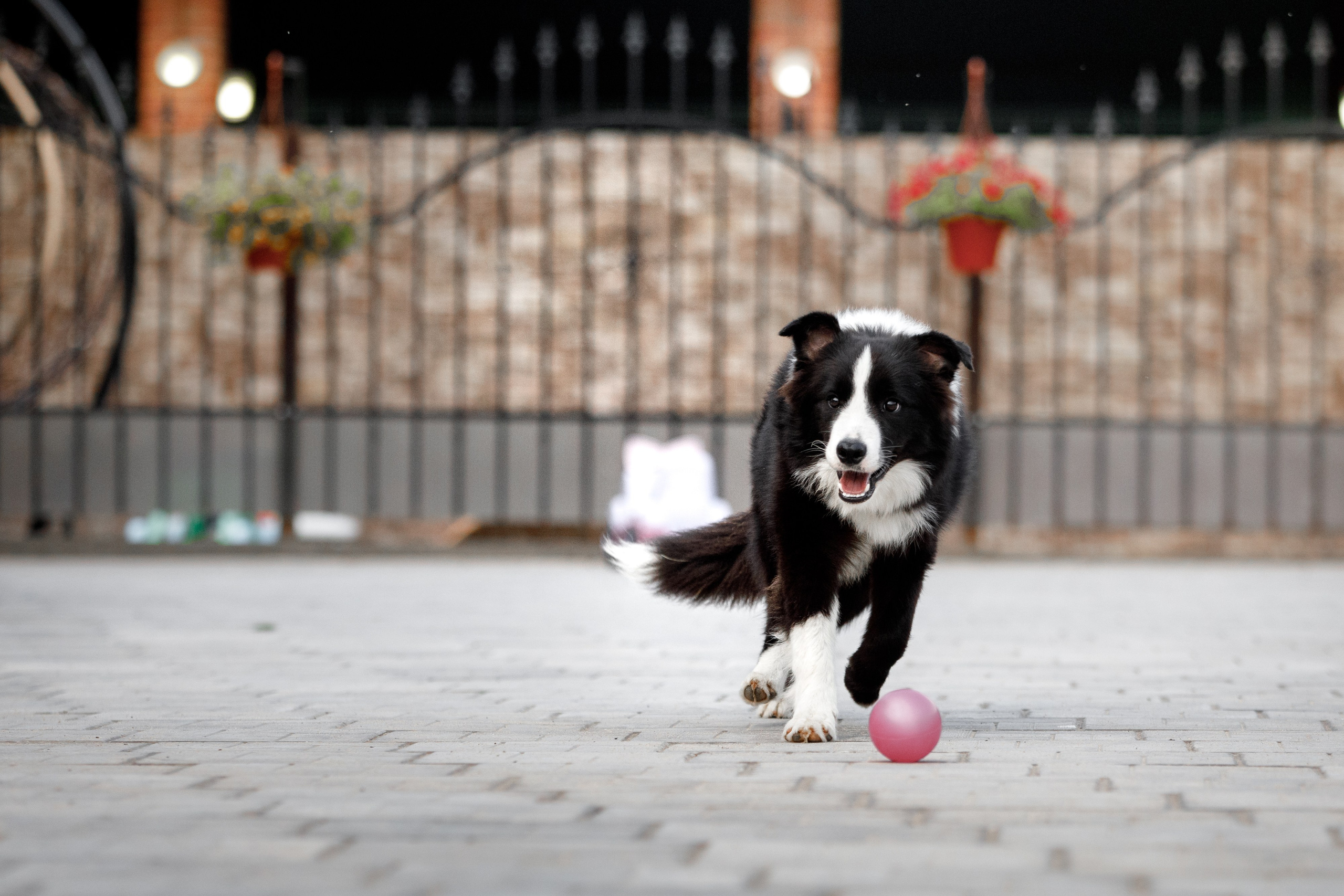 Болтовня в саду. О нас