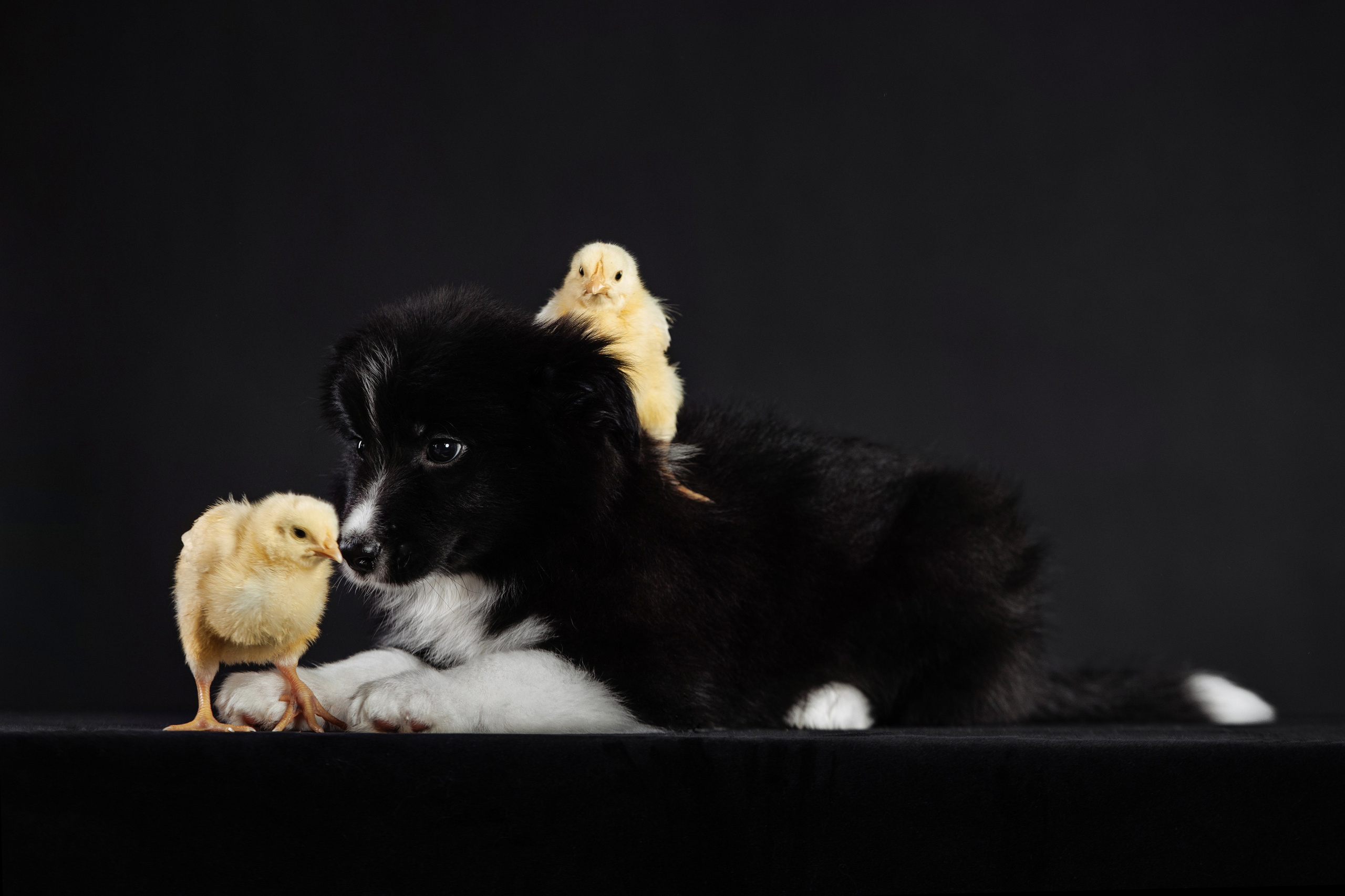 С цыпами. О нас