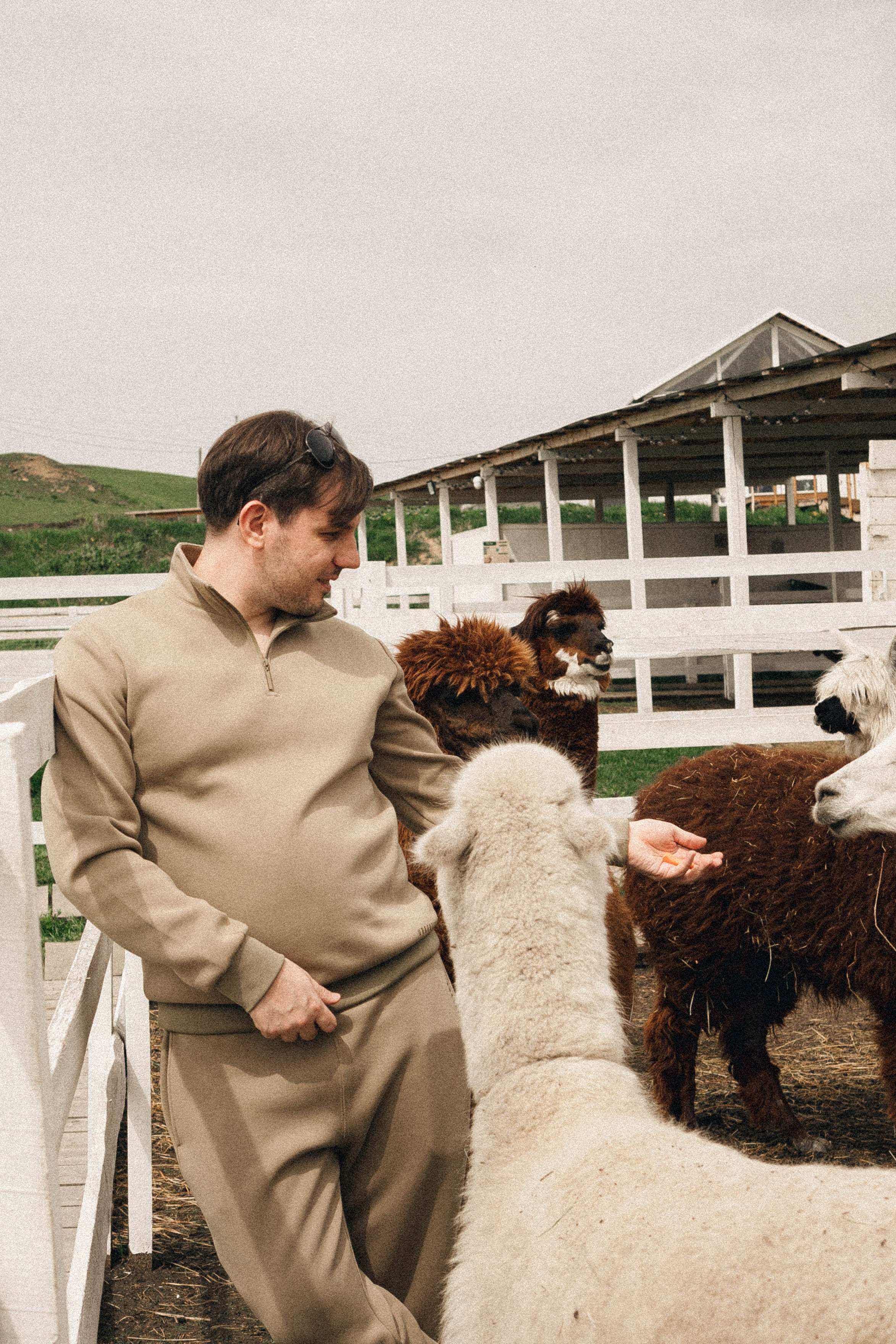 Ферма Альпак. Профессиональный фотограф, Санкт-Петербург — Виктория Богомолова