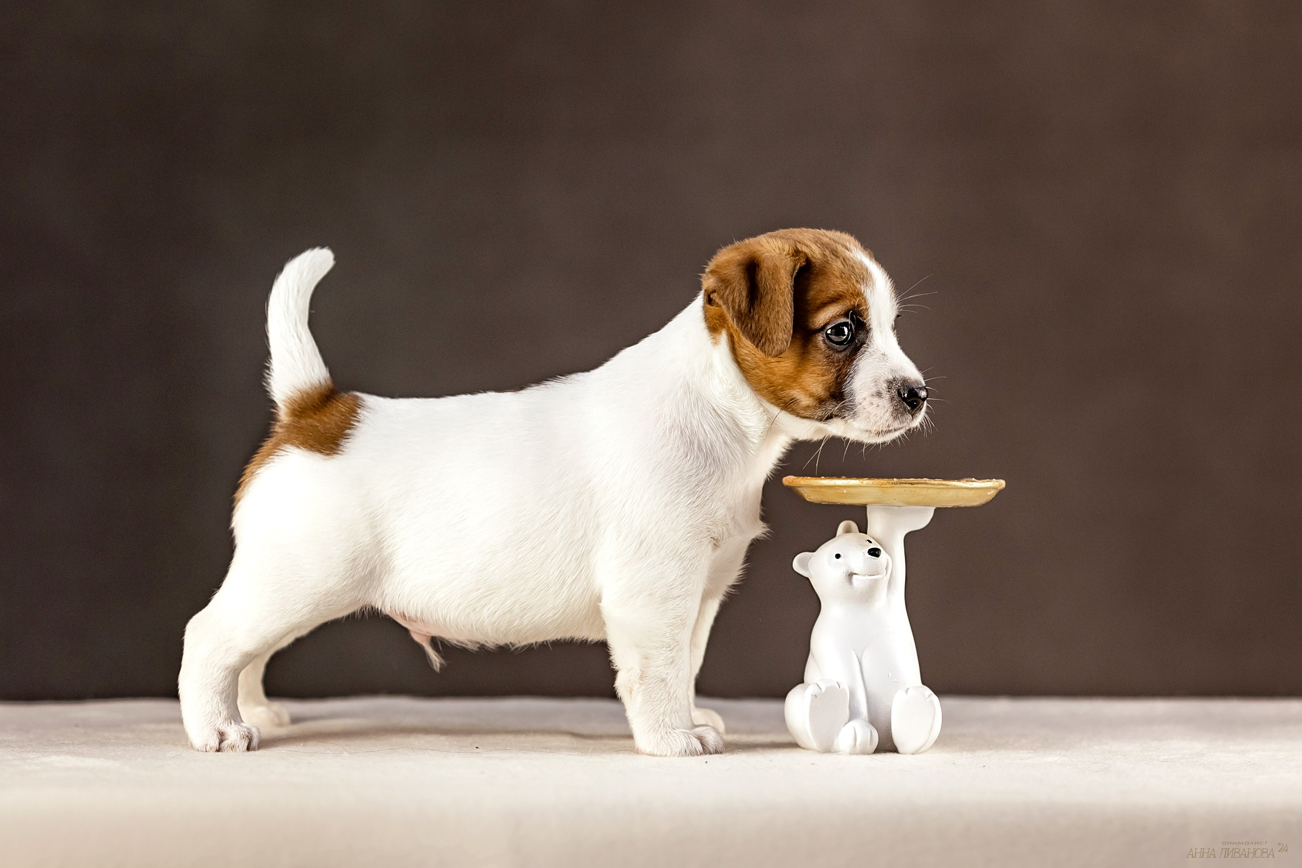 Джек расселы. Фотограф анималист Аня Ливанова | Рыбинск