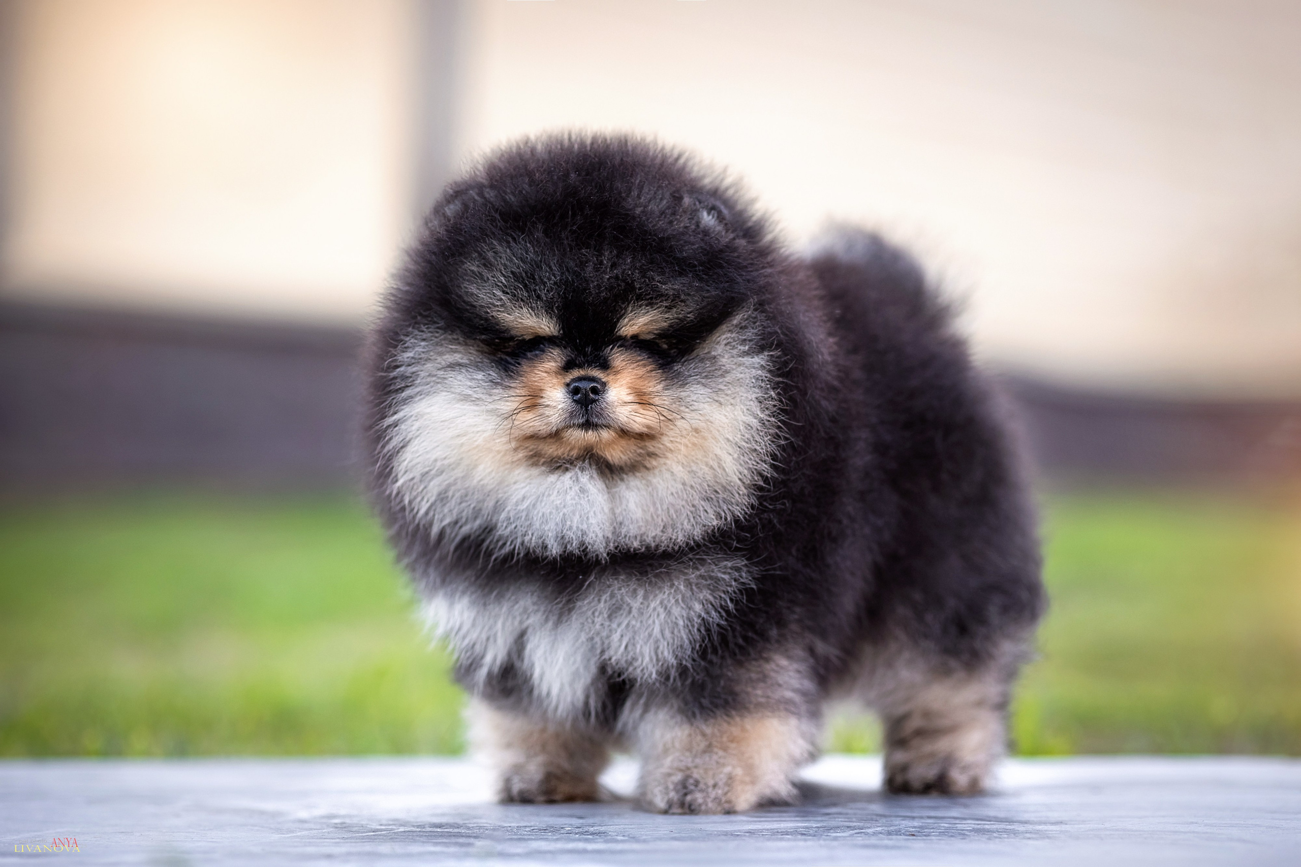 Шпцулики. Фотограф анималист Аня Ливанова | Рыбинск