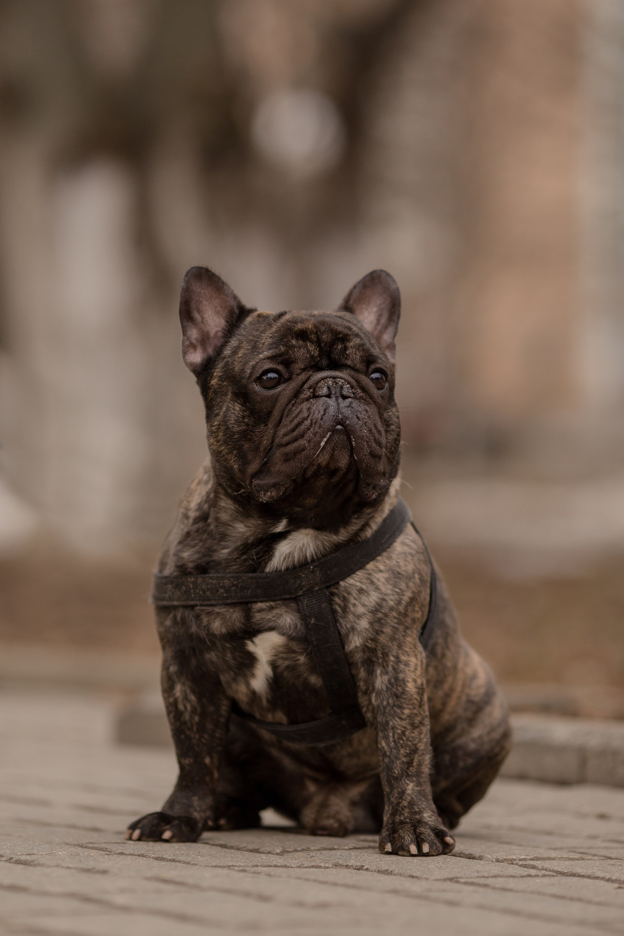 Фото французского бульдога