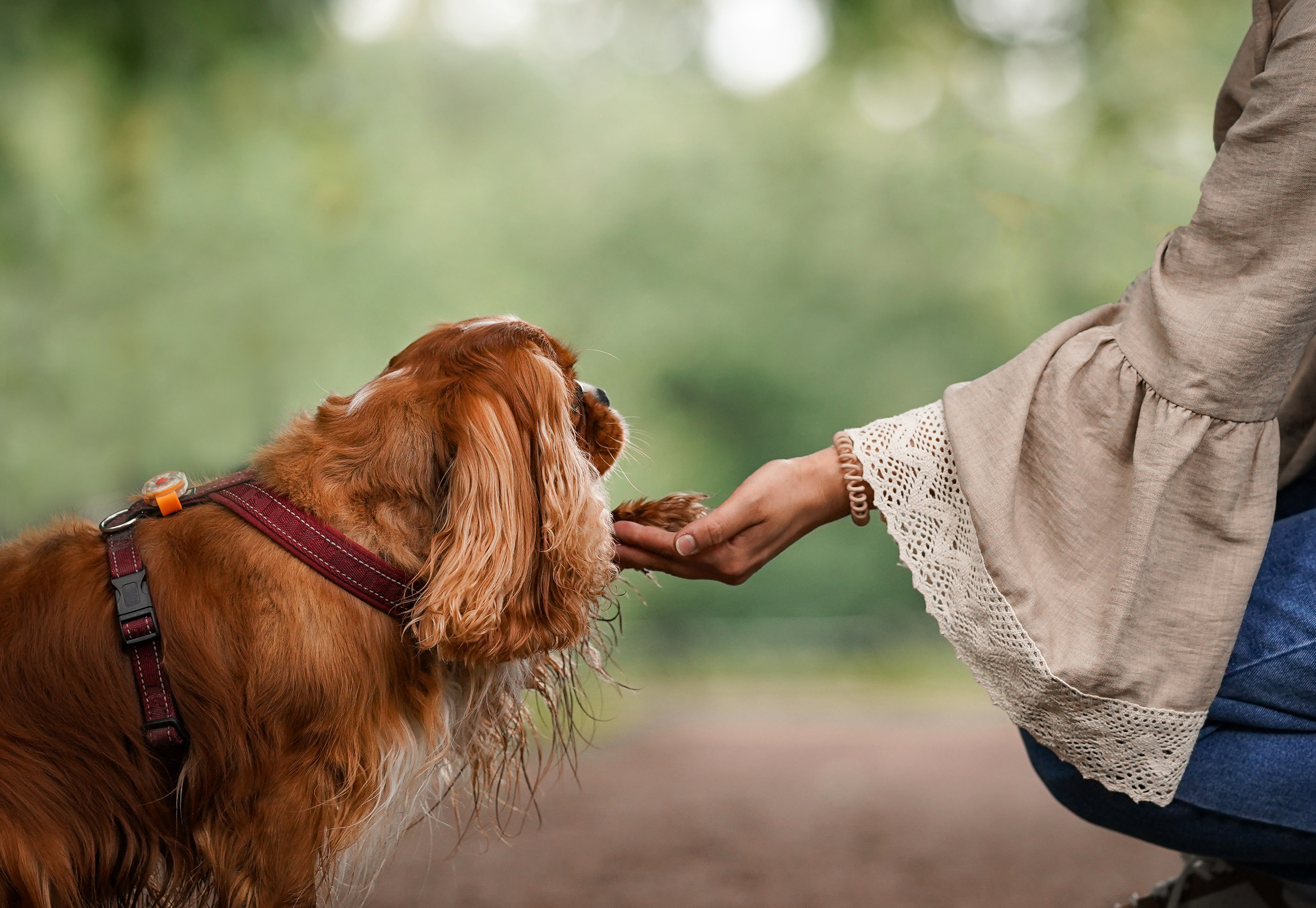 Юля Володя Гарри и Верон. Фотограф-анималист в Санкт-Петербурге Яна Мартынова
