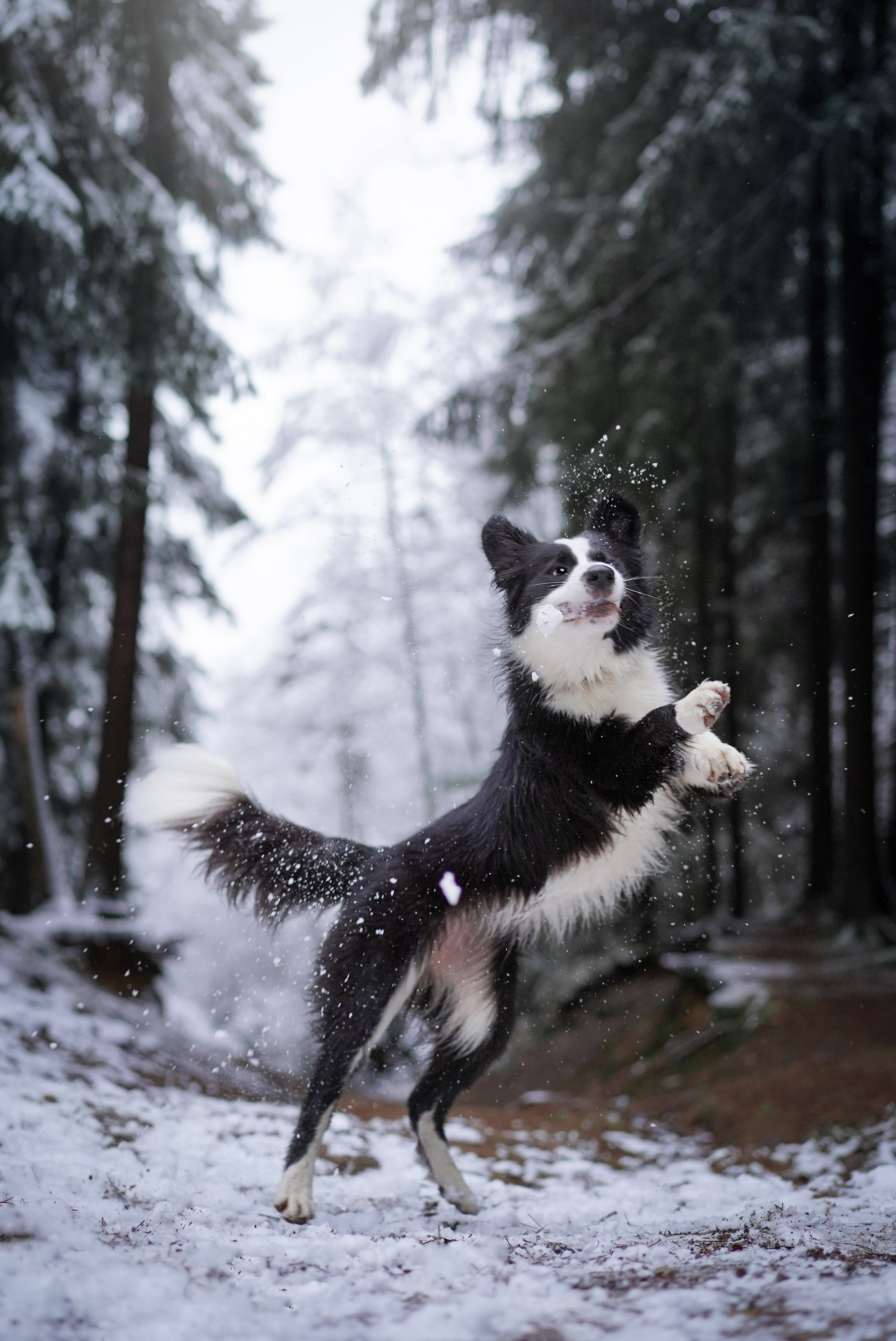 Юлия и Груша. Фотограф-анималист в Санкт-Петербурге Яна Мартынова