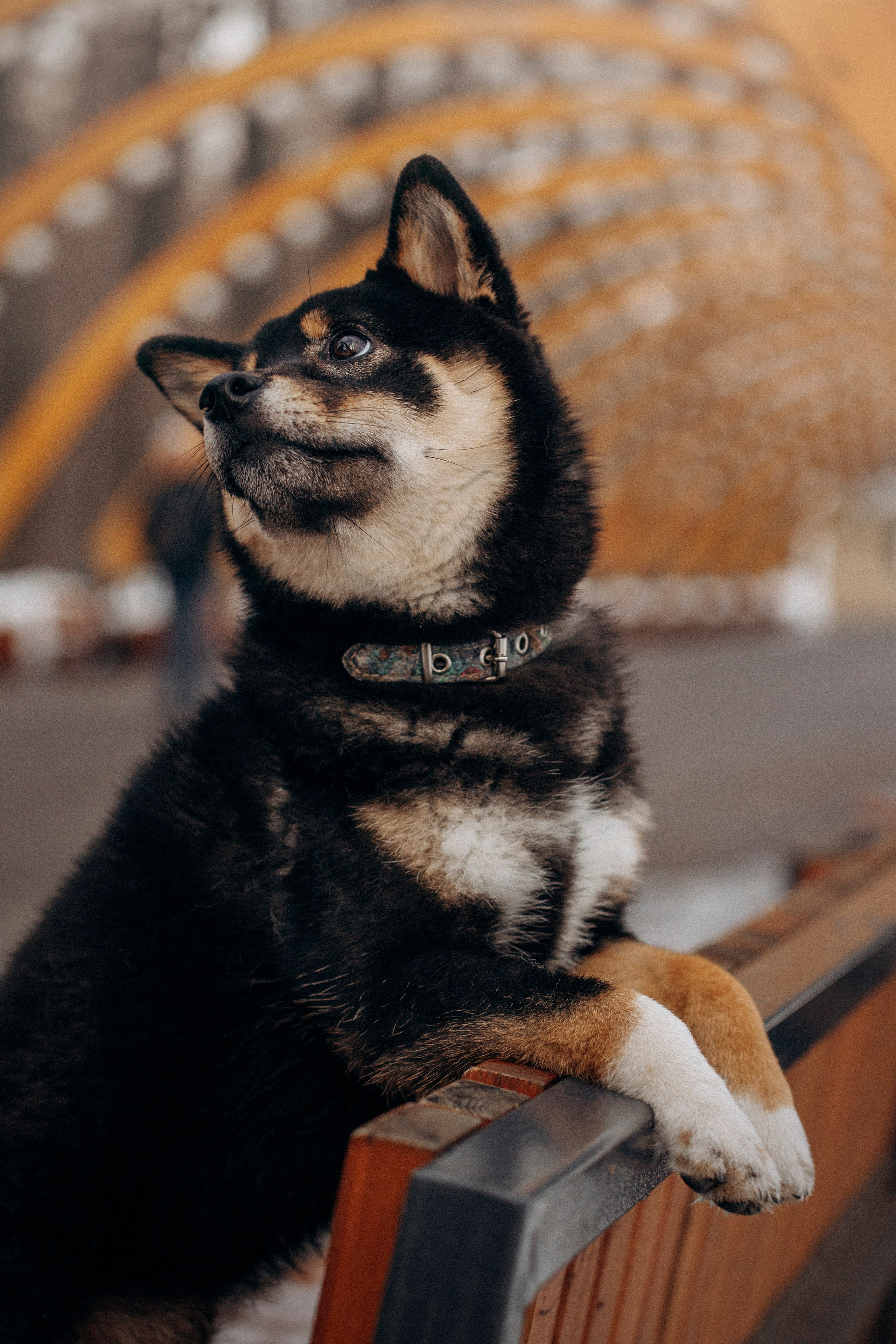 Дарья и Мики. Фотограф — Анималист | Санкт-Петербург