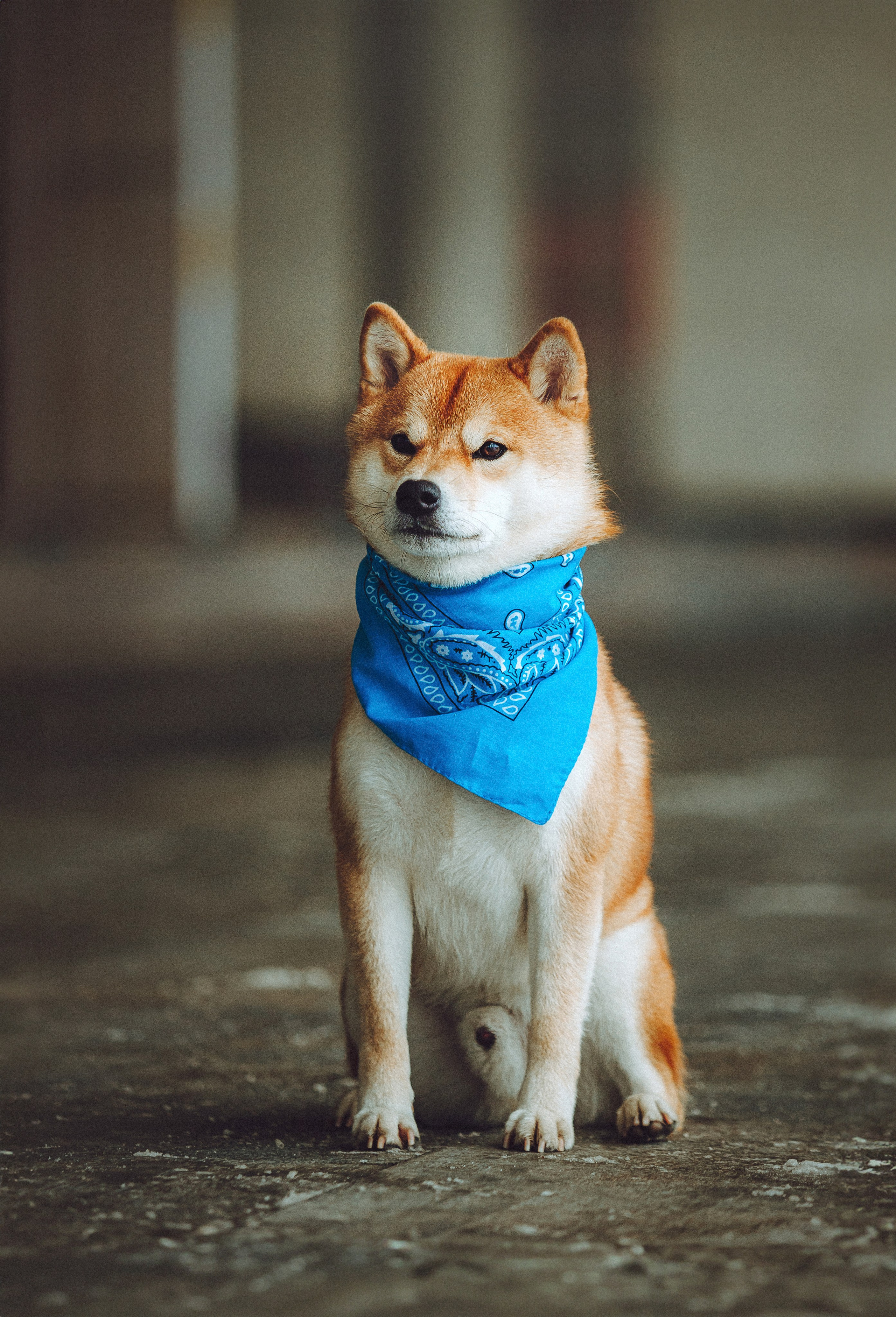 Настя и Ронин