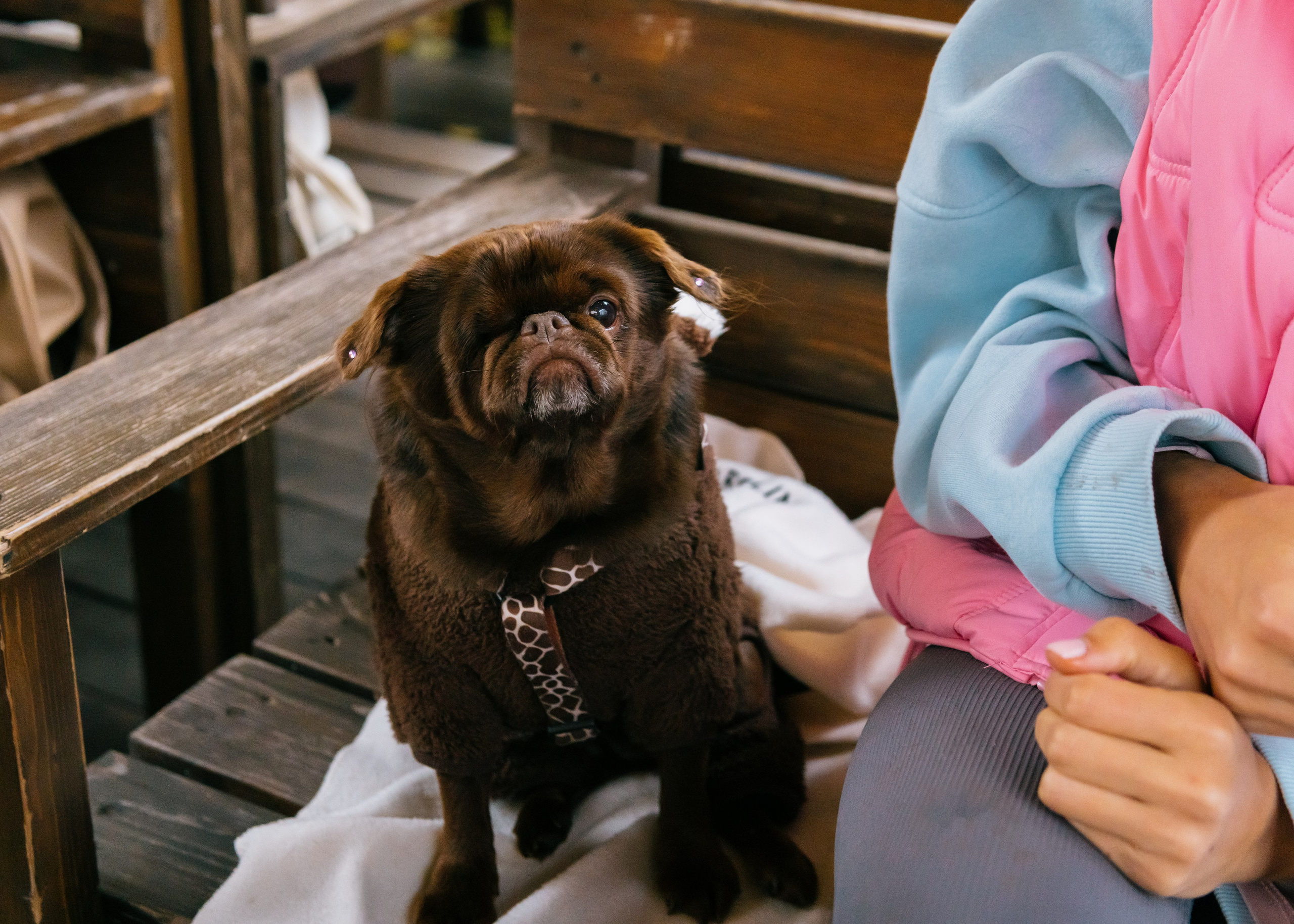 Тематическая встреча породников «Griffween». Фотограф-анималист Ксения Воробьева, Москва