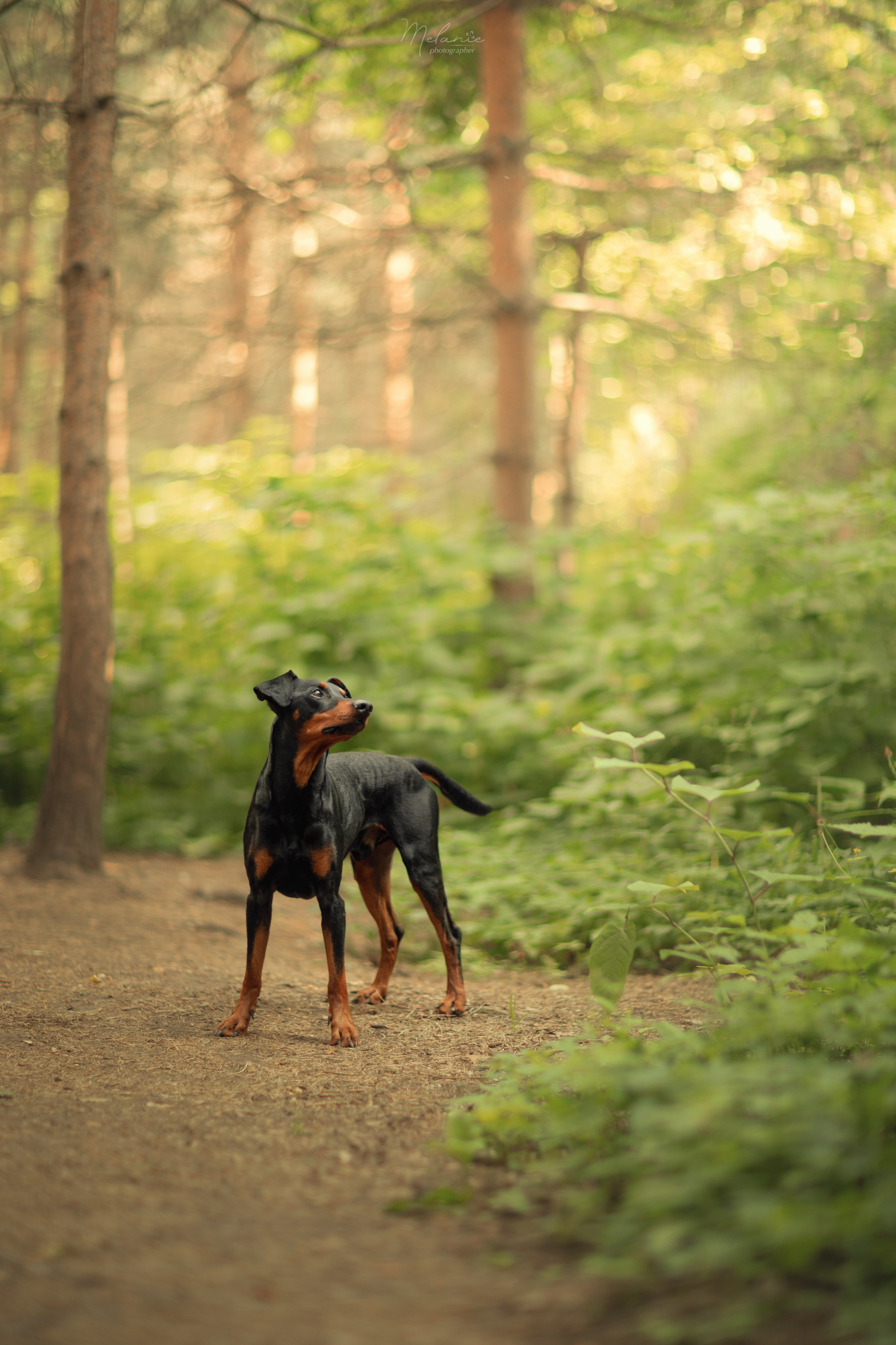 Фотосессия Шерлока. Фотограф-анималист в Москве Дорн Мелани