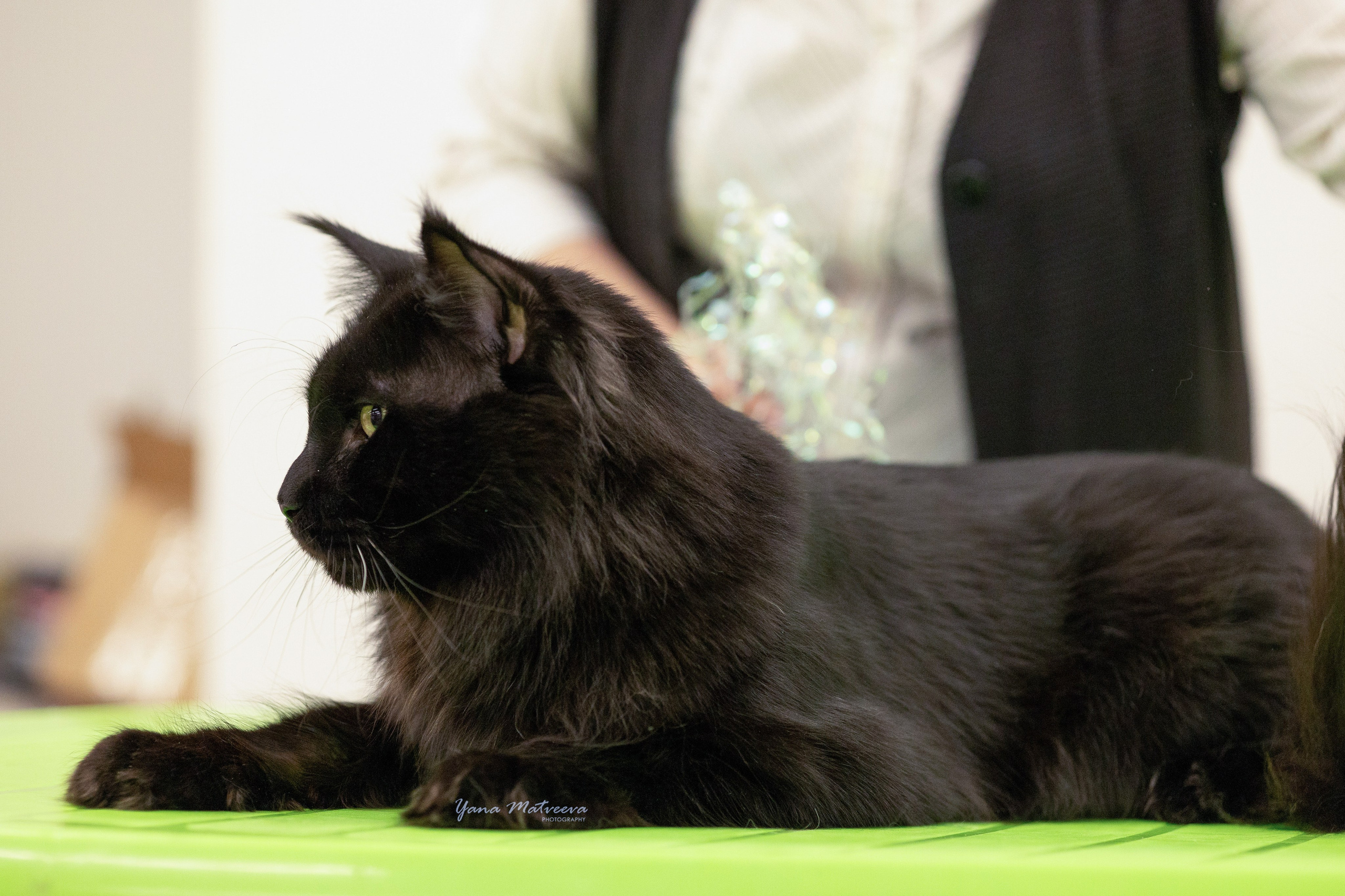Кошки. Фотограф Яна Матвеева в Ижевске