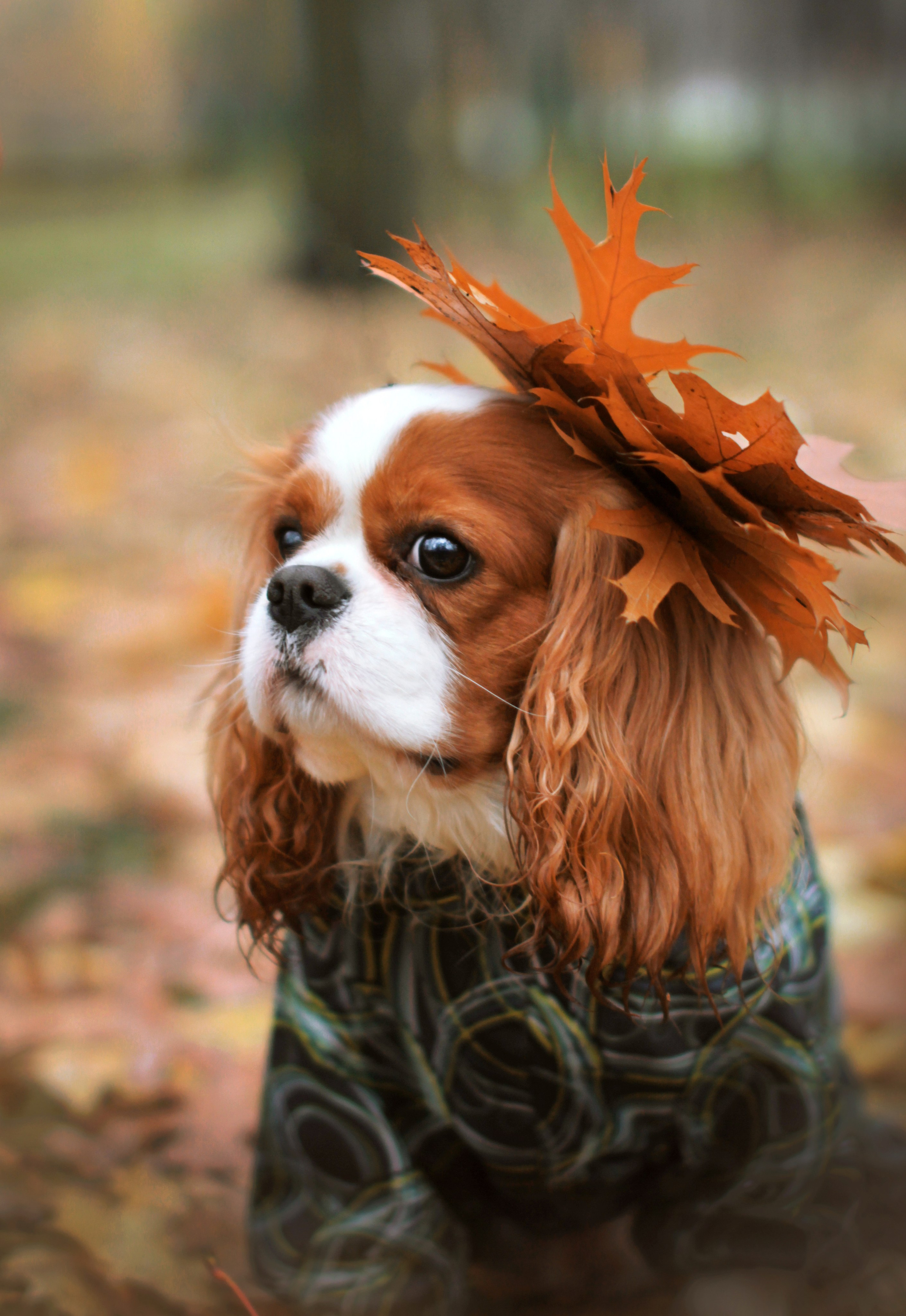 Животные. Детский и семейный фотограф в Санкт-Петербуре