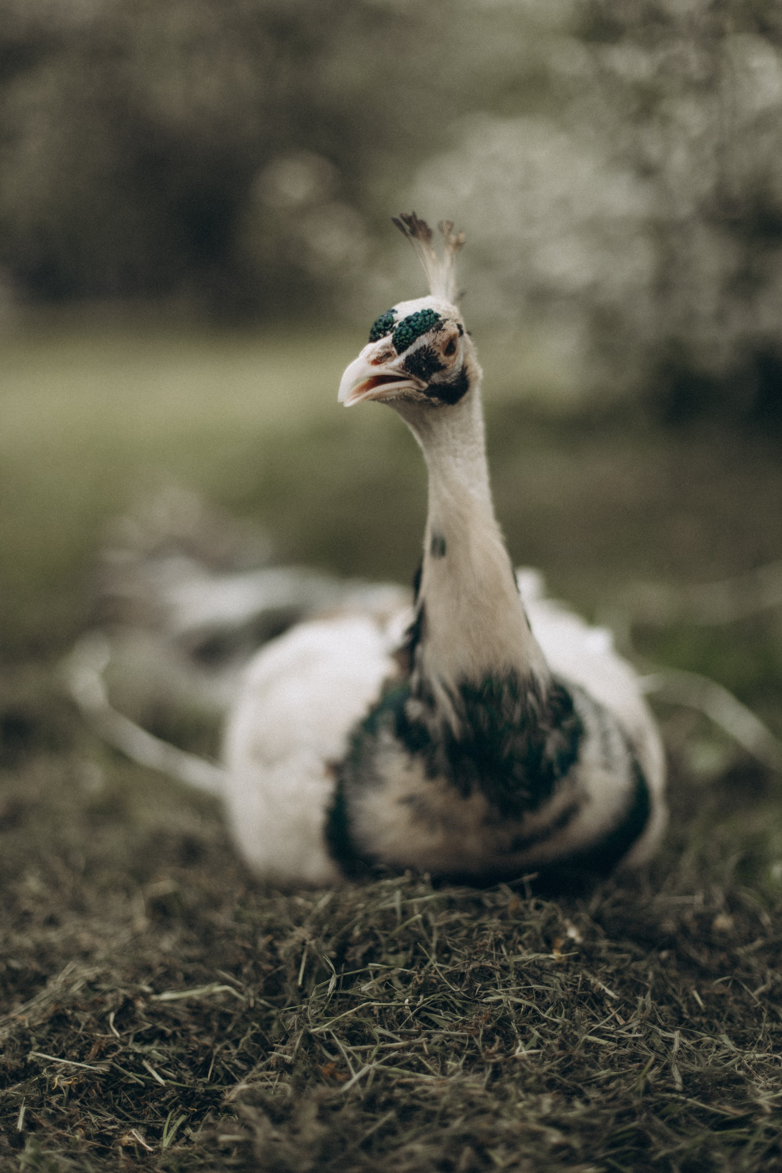 Анастосия. Kolomenskaia Kseniia Family photographer