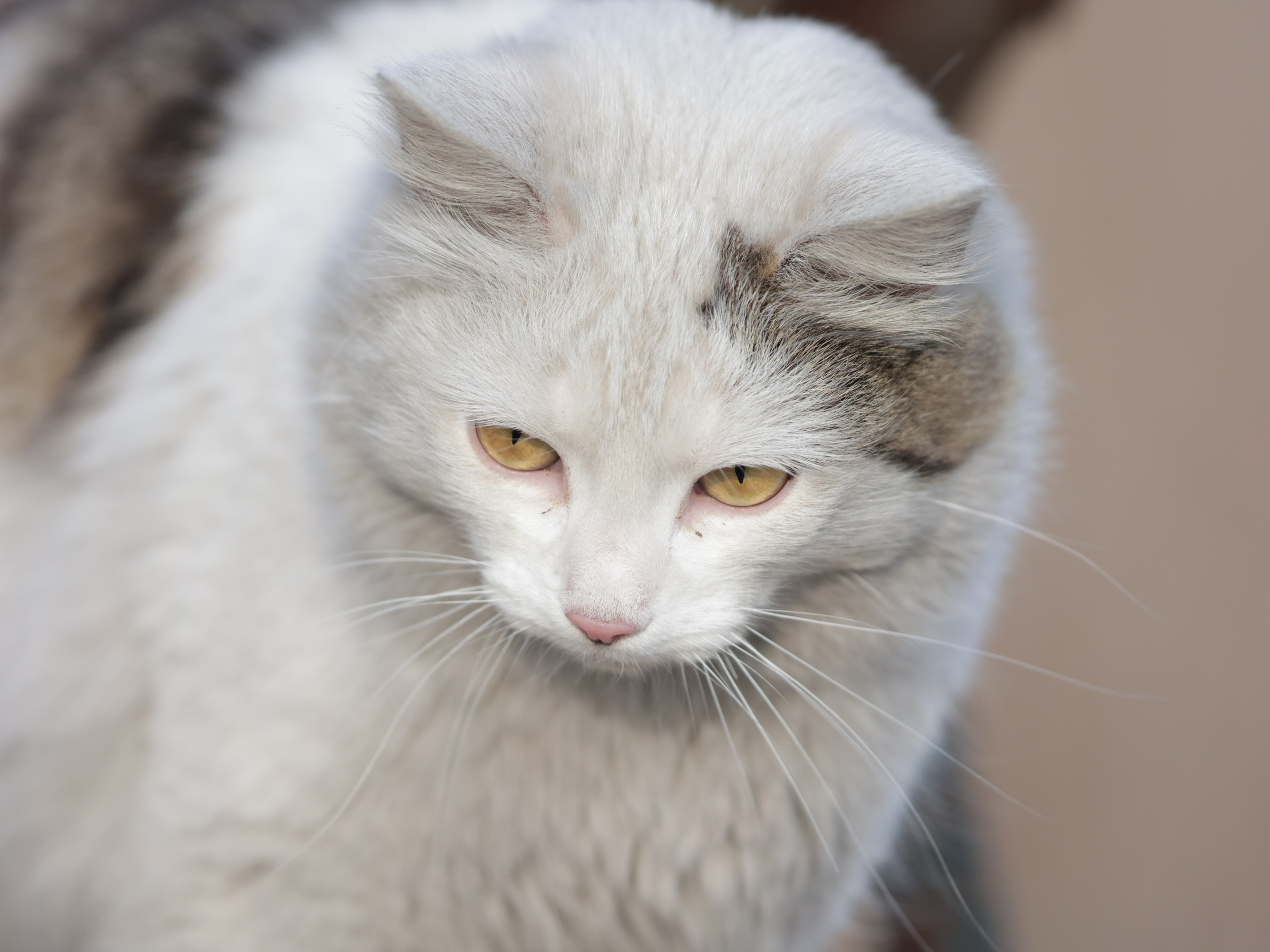 Фотограф Татьяна Марсуверских г. Жуковский, Москва и Мо. Репортажные съёмки, фотосессии,  фотограф анималист, фотосъёмка животных. Фотограф для маркетплейсов, фотоуслуги в Жуковском Татьяна Марсуверских
