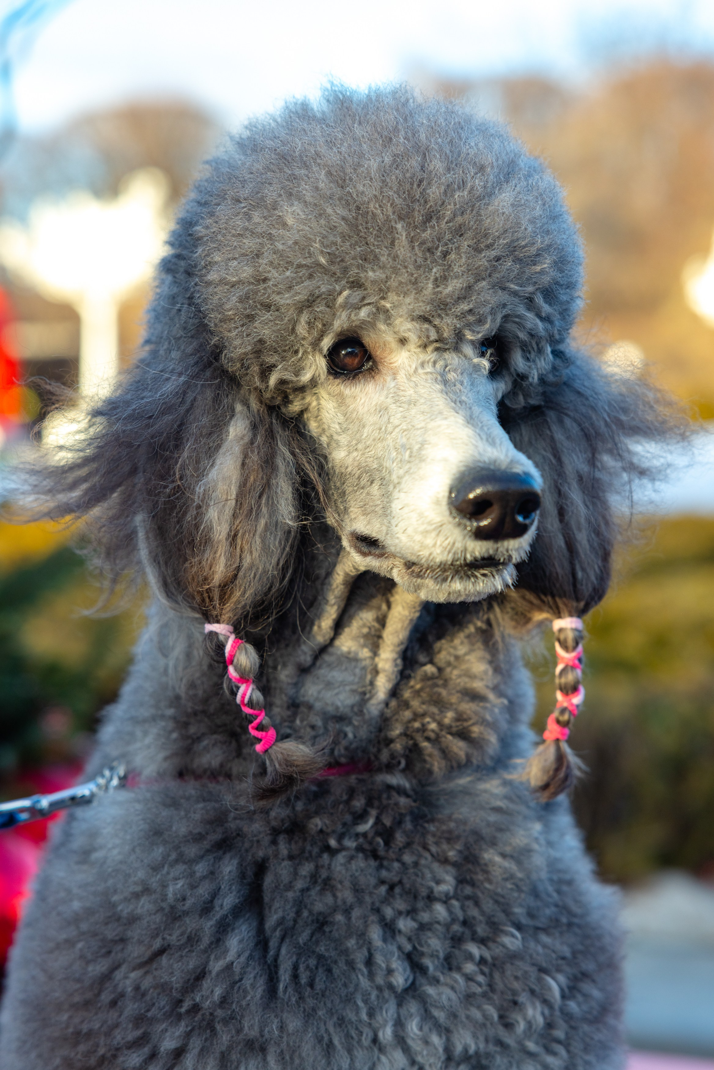 Клуб грумеров (прогулка и семинары). Виктория Зудина — фотограф в Москве