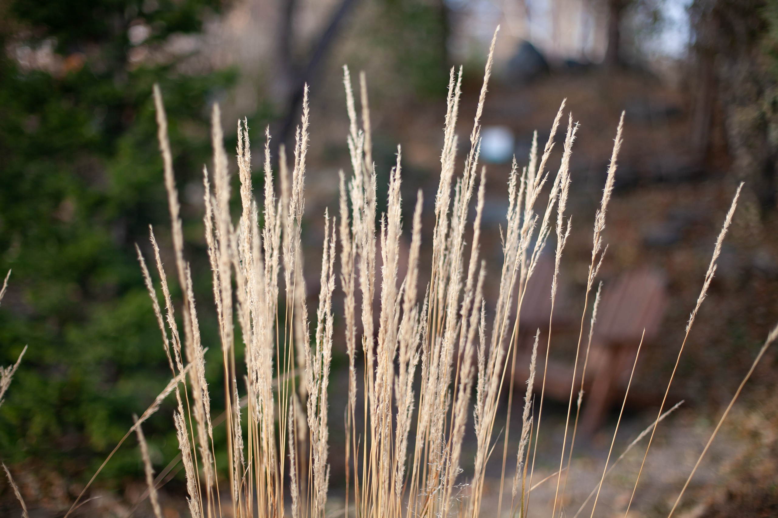 Сады Мечты. Контент для сайта. Фотограф Дарья Локотко в Красноярске