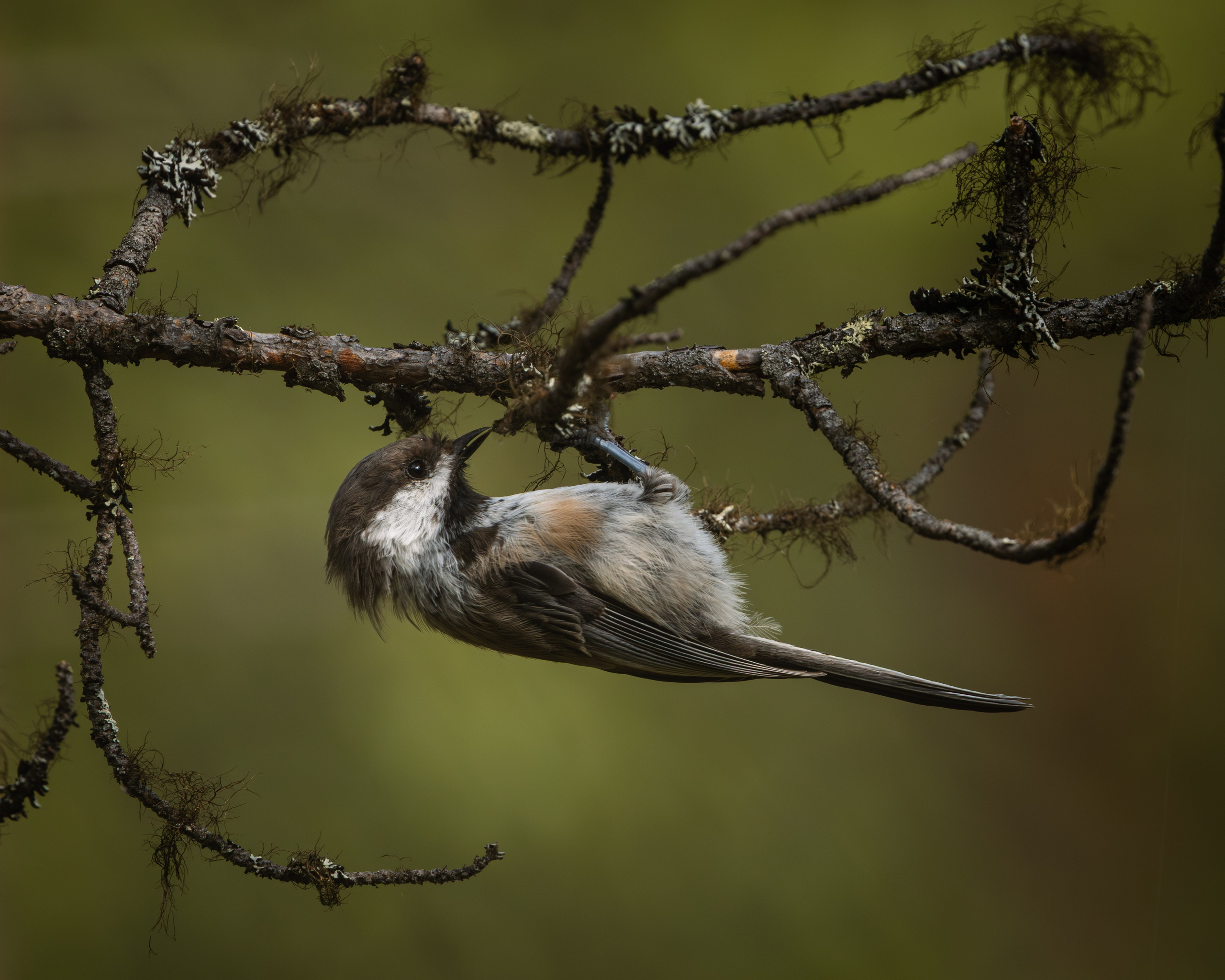 Khibinu 2025. Anton Chernov | Wildlife photographer