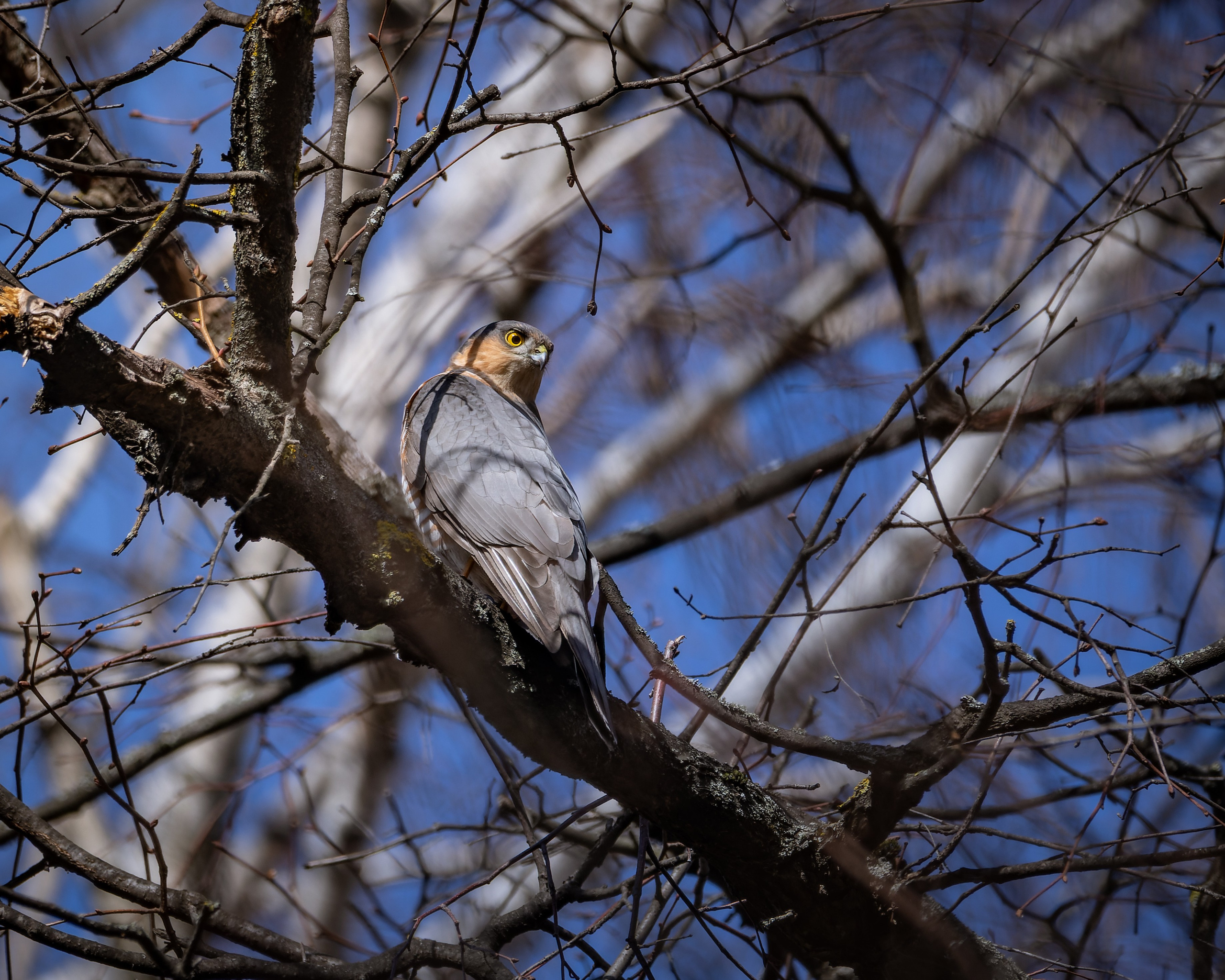 Voronezh 2025. Anton Chernov | Wildlife photographer