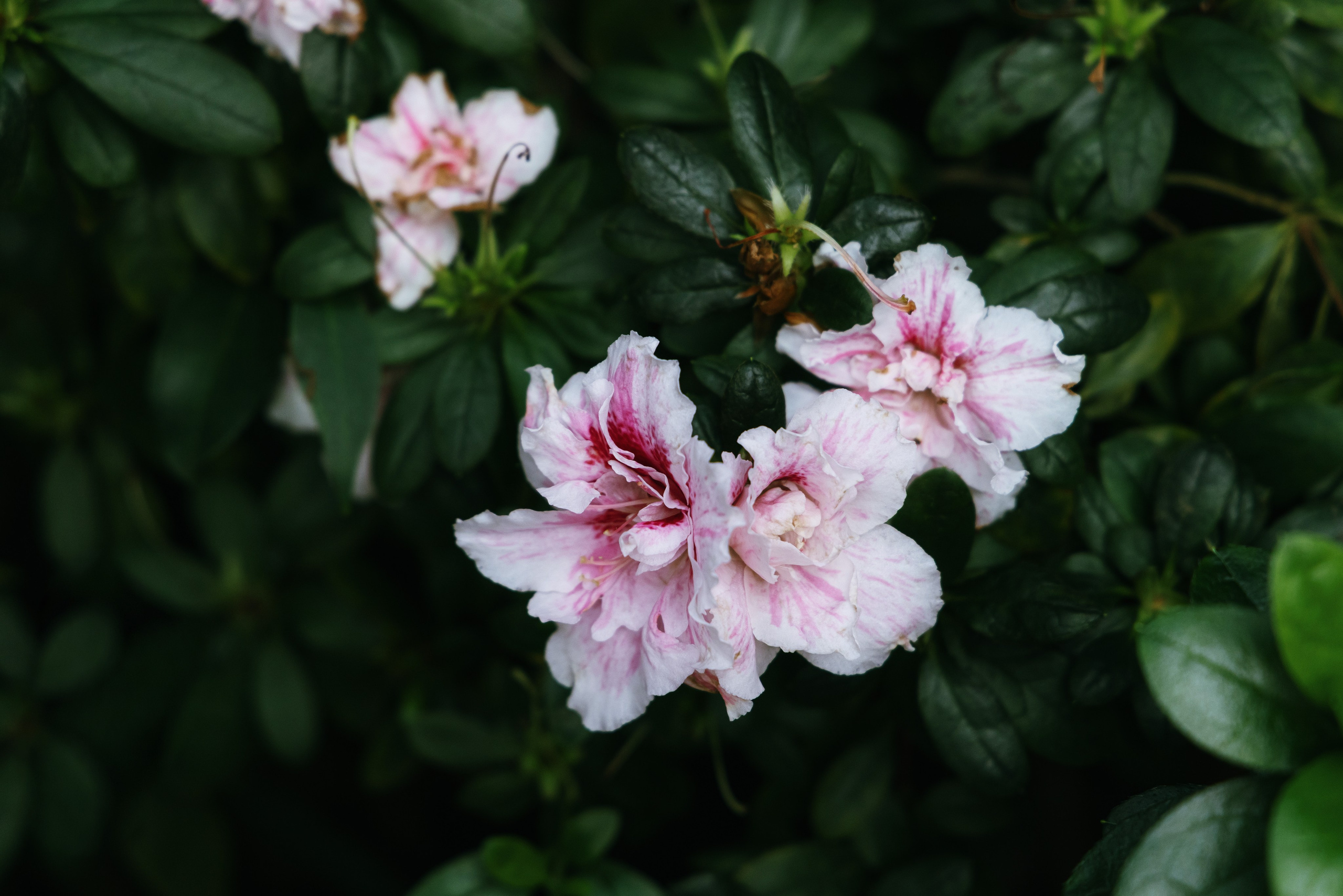 азалия рододендрон, Rhododendron simsii или Rhododendron schlippenbachii - горизонтальная фотография в высоком разрешении