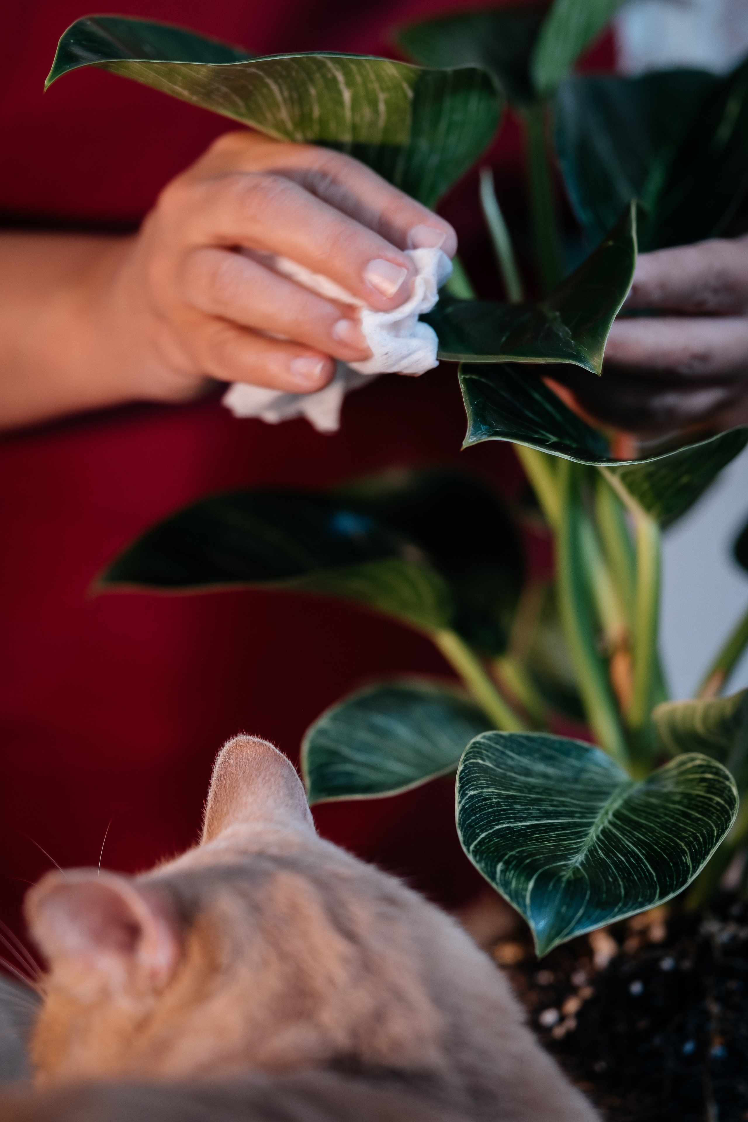Домашняя фотосессия. Портретный фотограф в Чите Анна Камратова. Помогу Вам создать историю, в которой Вы — главный герой!