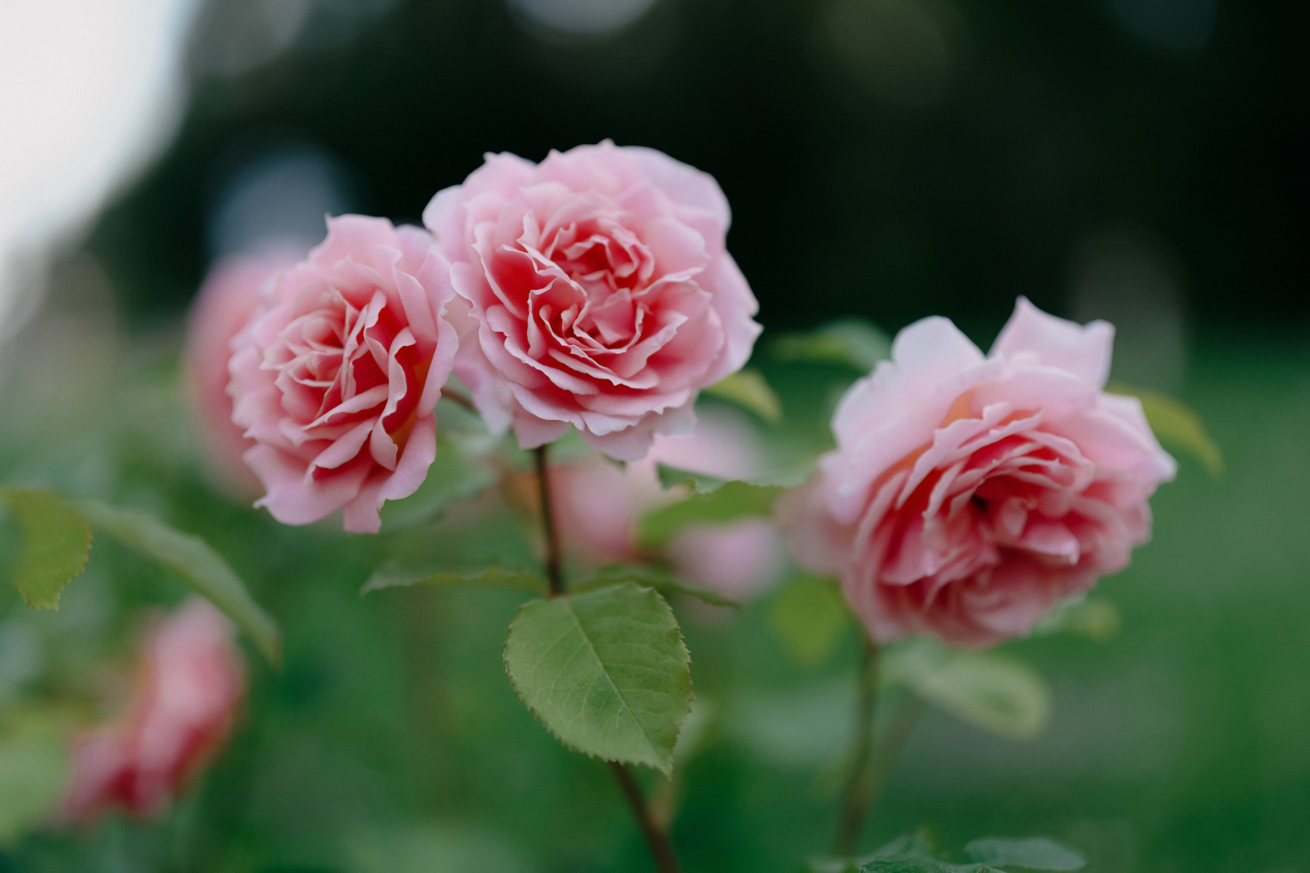 Фестиваль роз. Фотограф в Москве Дмитрий Рогов