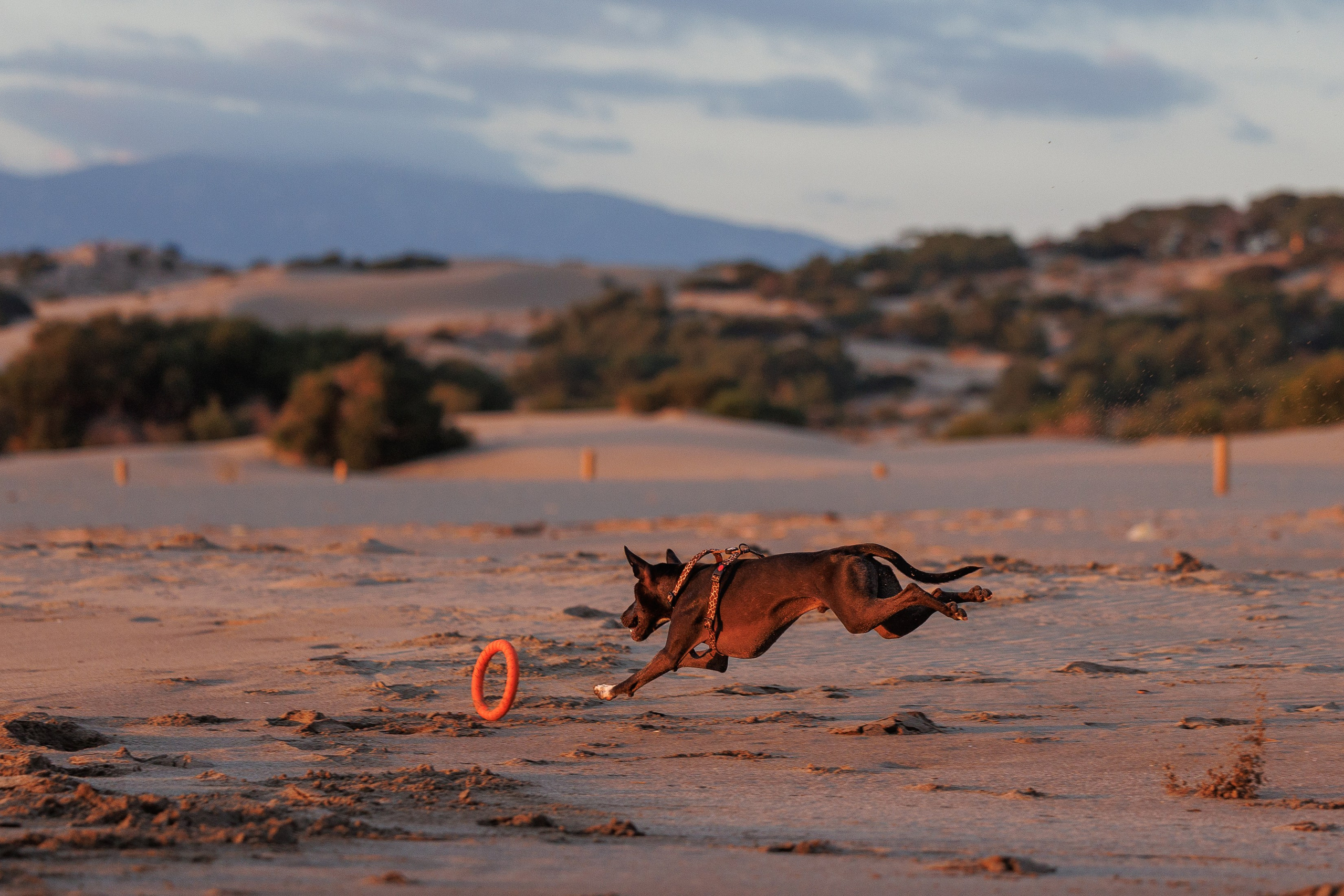 Финик. Фотограф анималист в Казани Алина Сулейманова. Фотограф животных