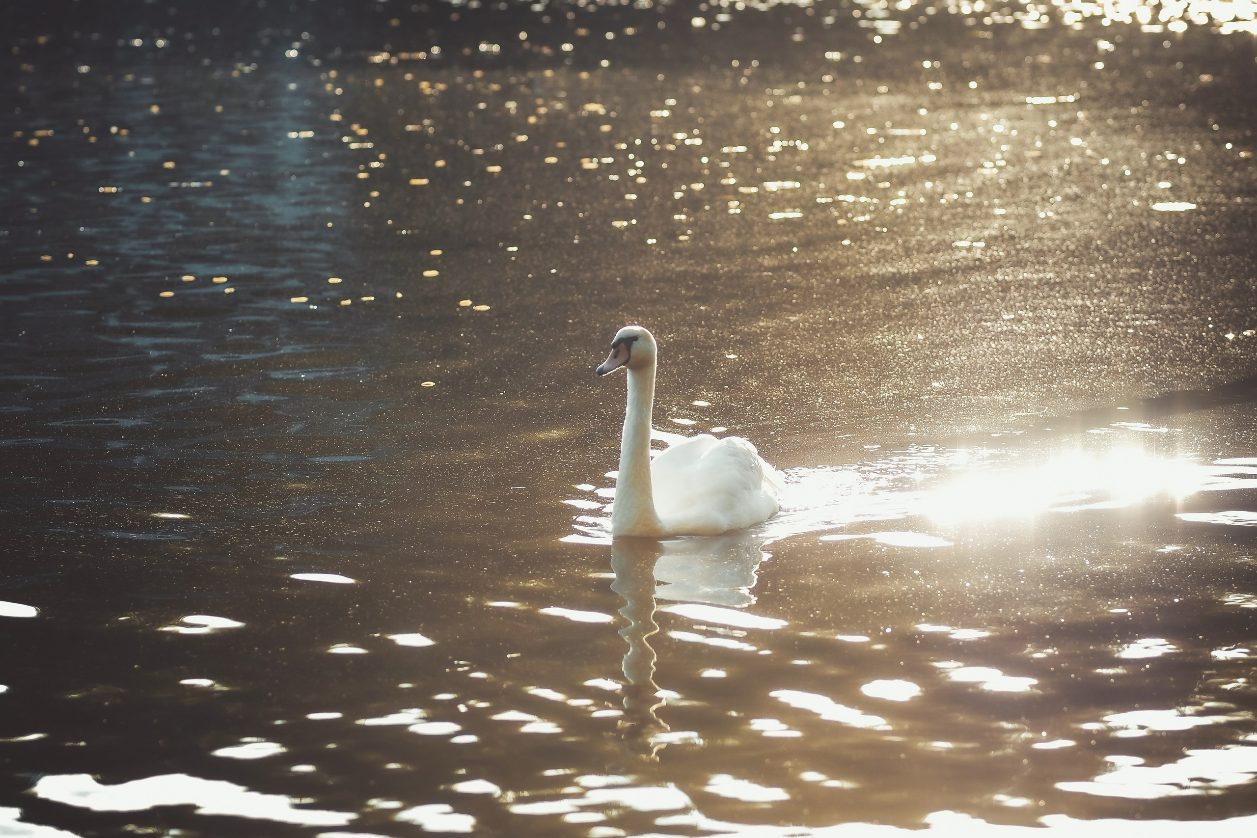 Свадебный фотограф Копков Геннадий