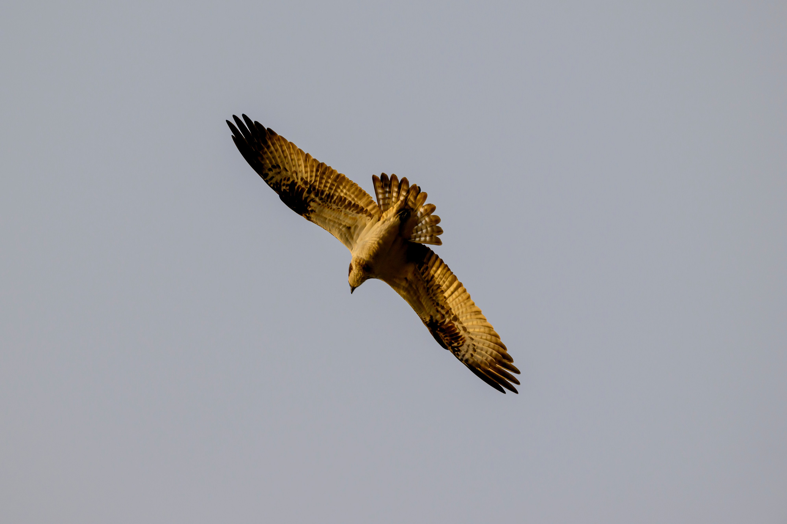 Дуплет скопы. Wildlife photography by Sergey Puponin