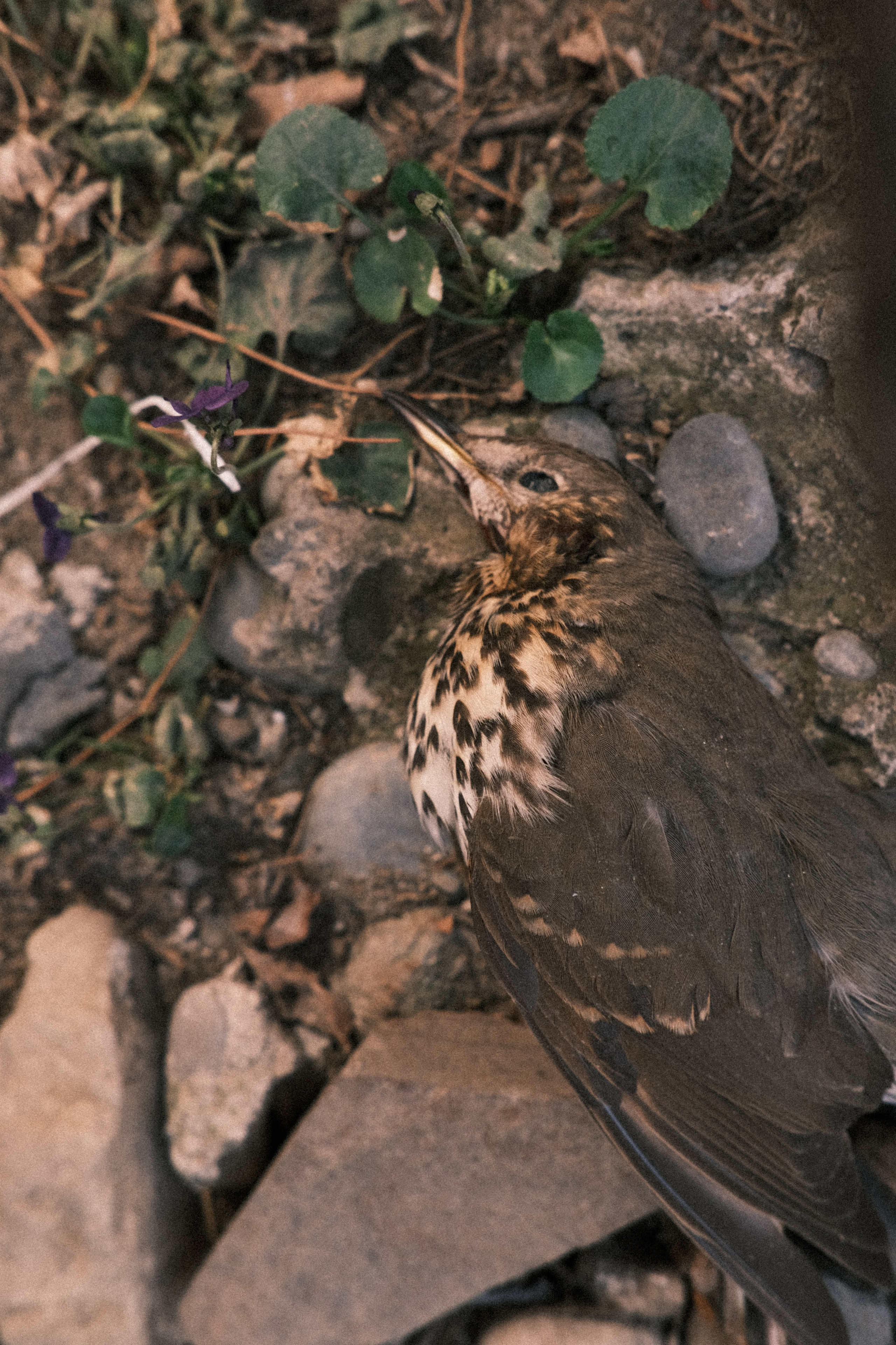 Городская и домашняя съемка в Тбилиси/ Алина и Гриша/ Или фотоблог из спального района. Photographer Tbilisi