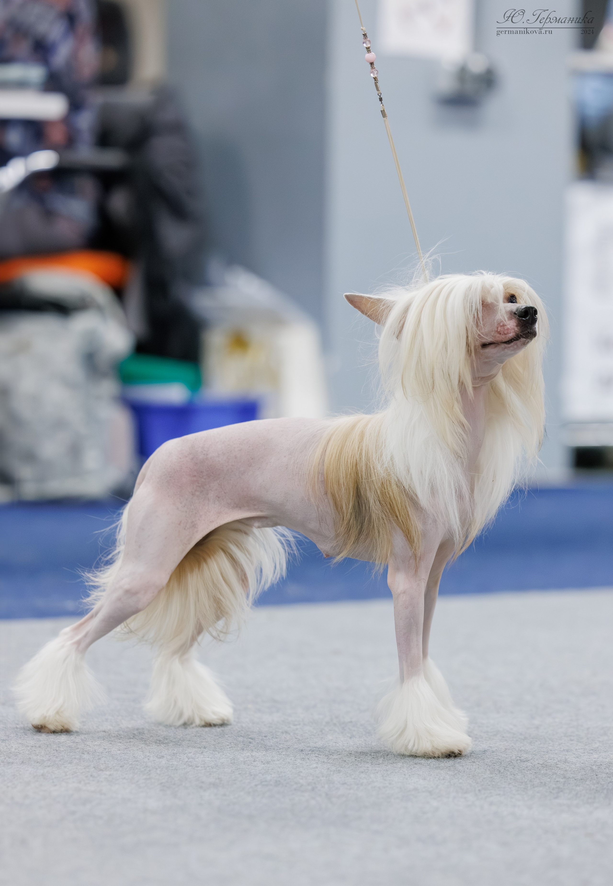 Сфера и Крокус 8,9,16 и 30.03.2025. Фотограф-анималист Юлия Германика