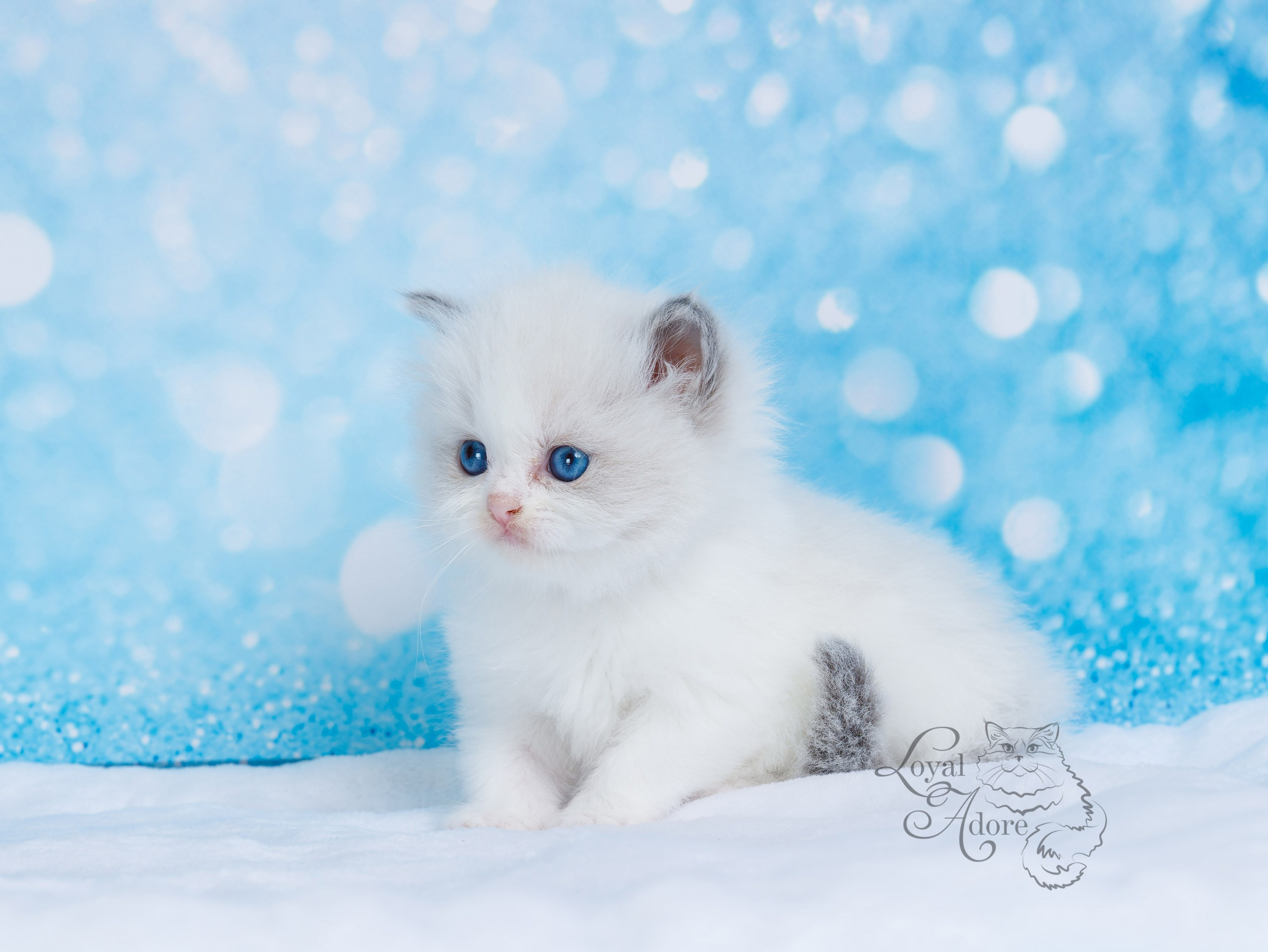 Котята рэгдолл от Loyal Adore. Питомник рэгдолл Loyal Adore